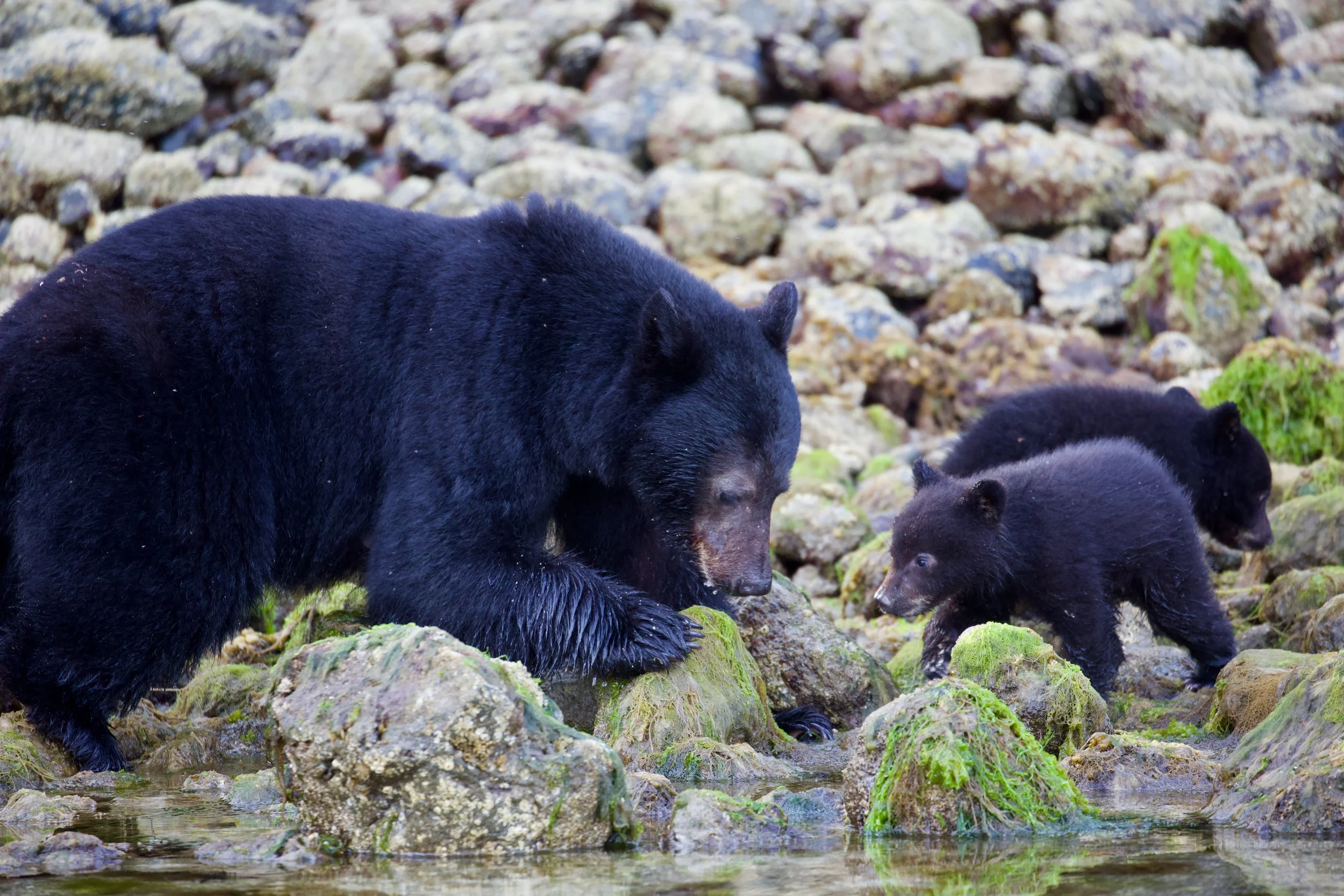 A large black bear with three bear cubs on a rocky shoreline with green mossy rocks on a Tofino Bear Watching Tour