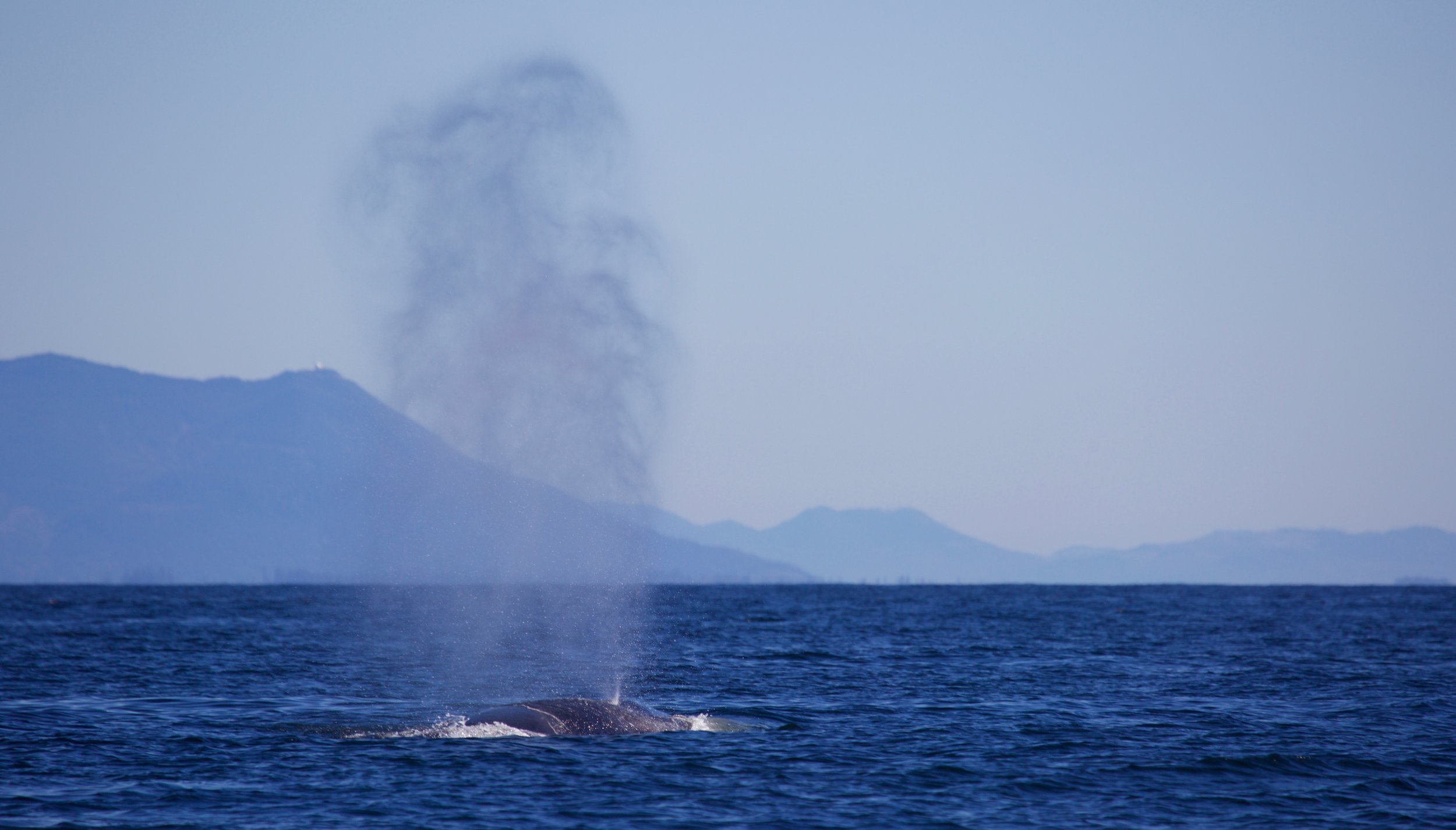 Tofino whale watching tour