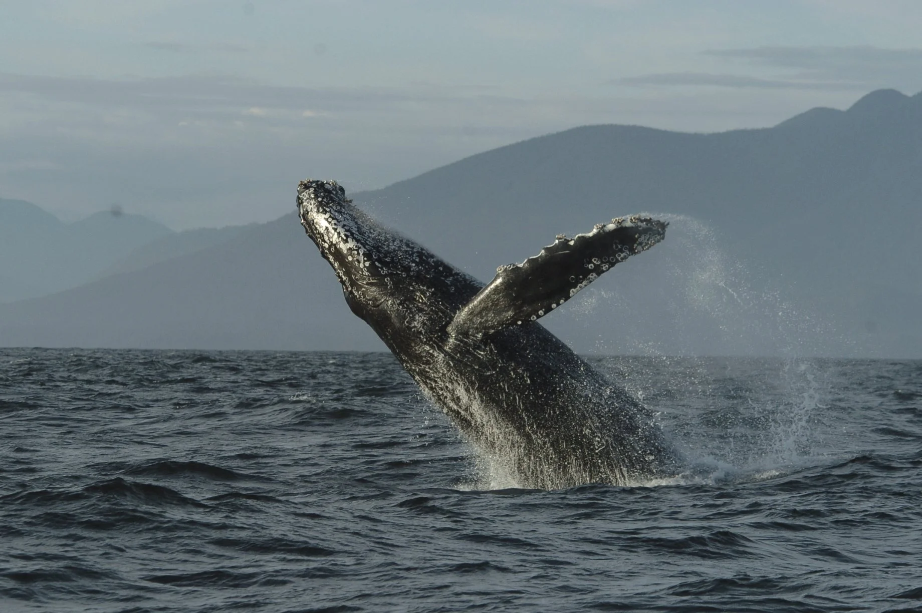 Tofino Whale Watching Tours: Everything You Need to Know Before You Go