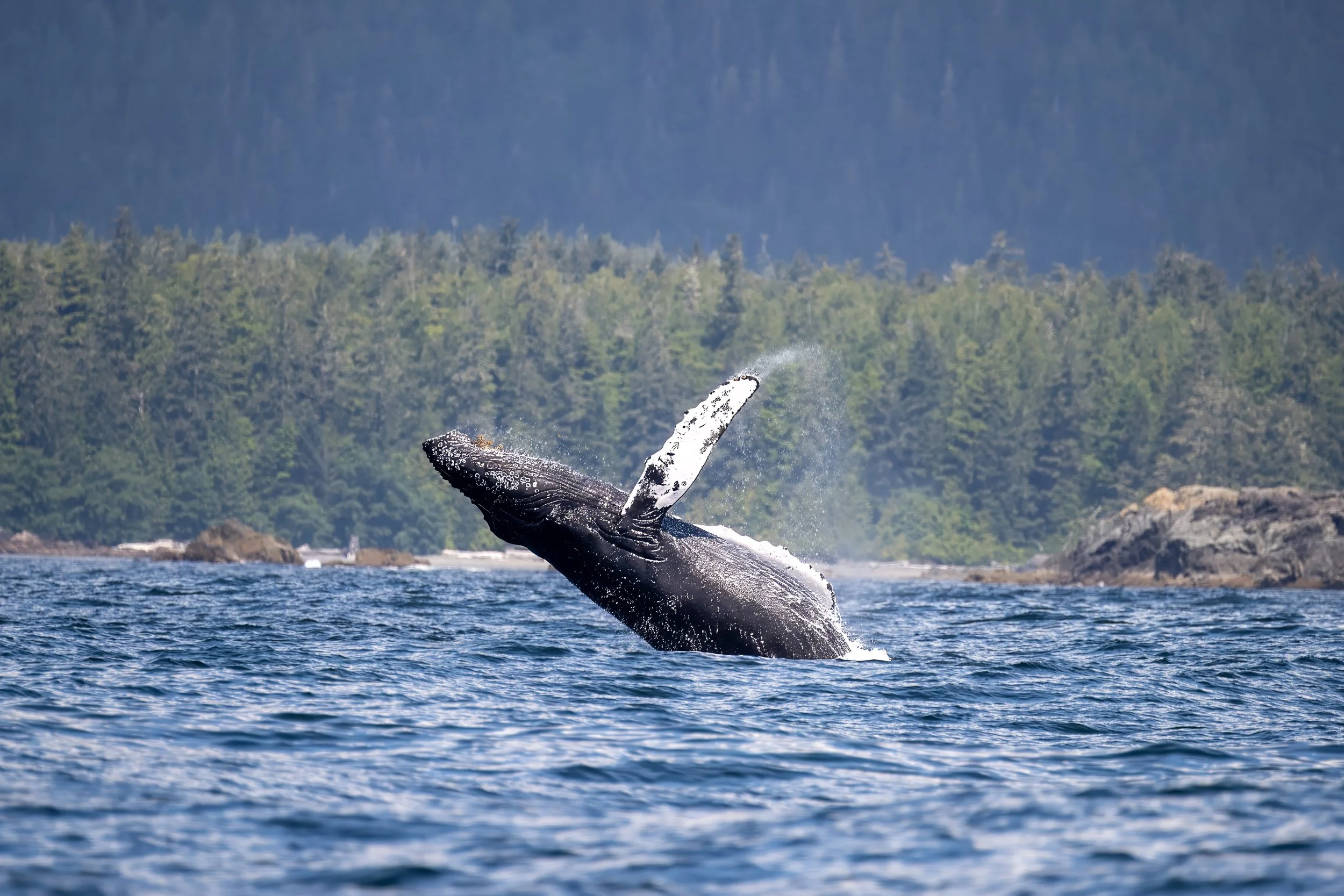 Tofino Whale Watching Tour