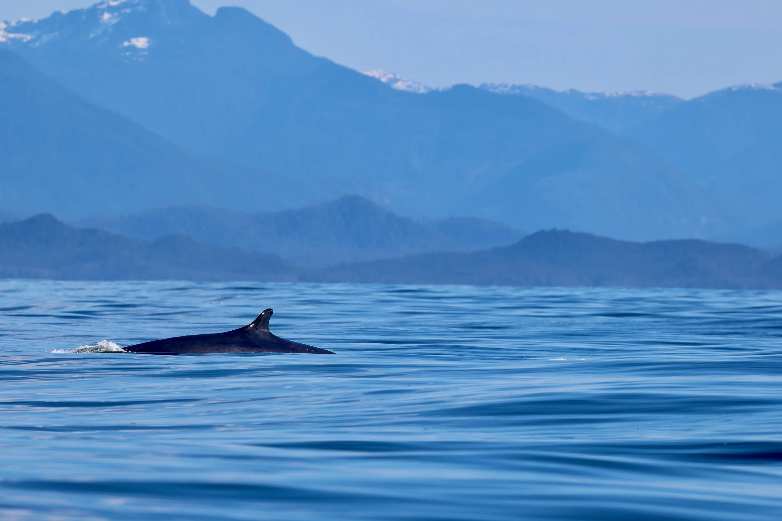 Fin Whale Watching Tour.jpeg