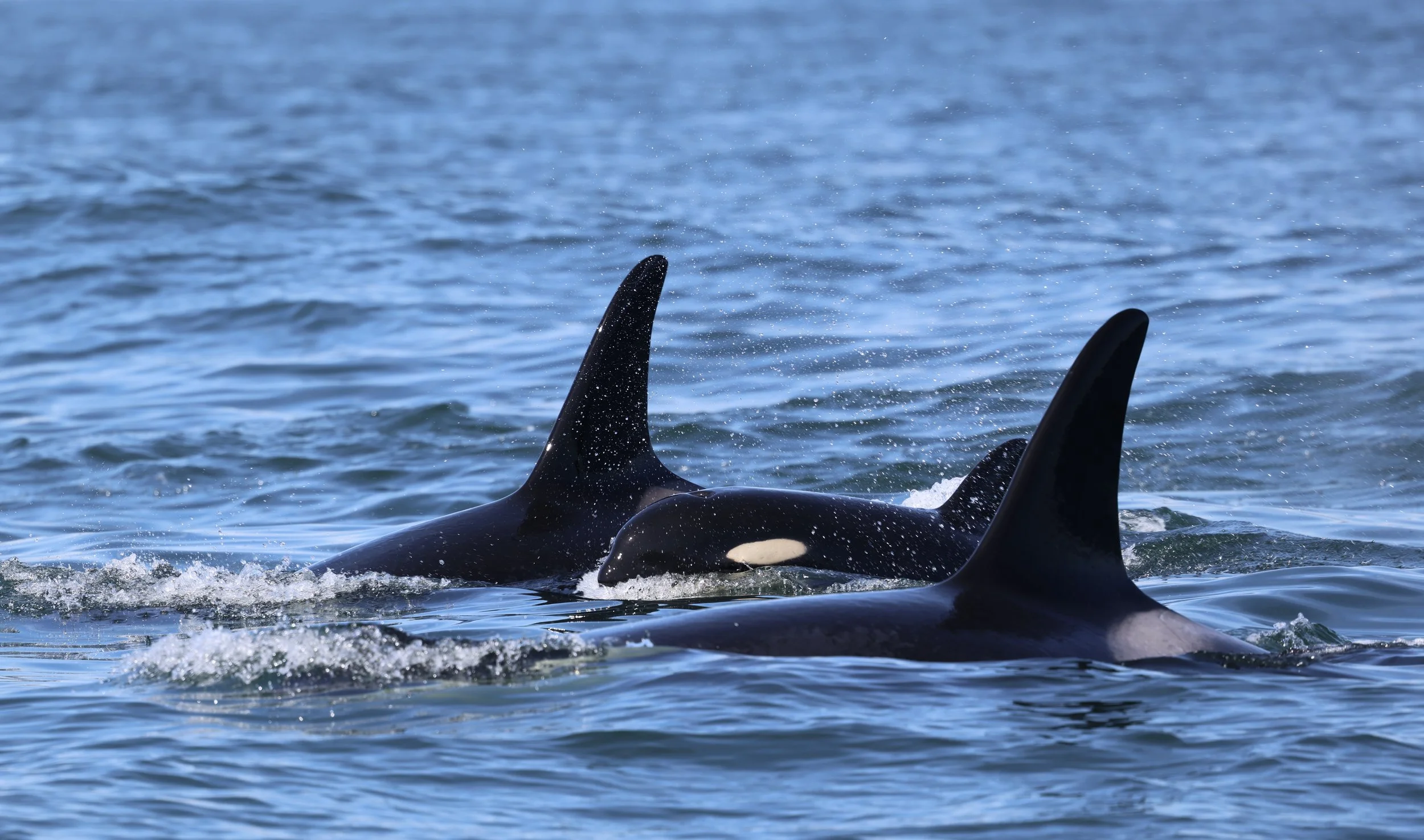 G12 Pod: The G2 and G27 Matrilines of the Northern Resident Killer Whales