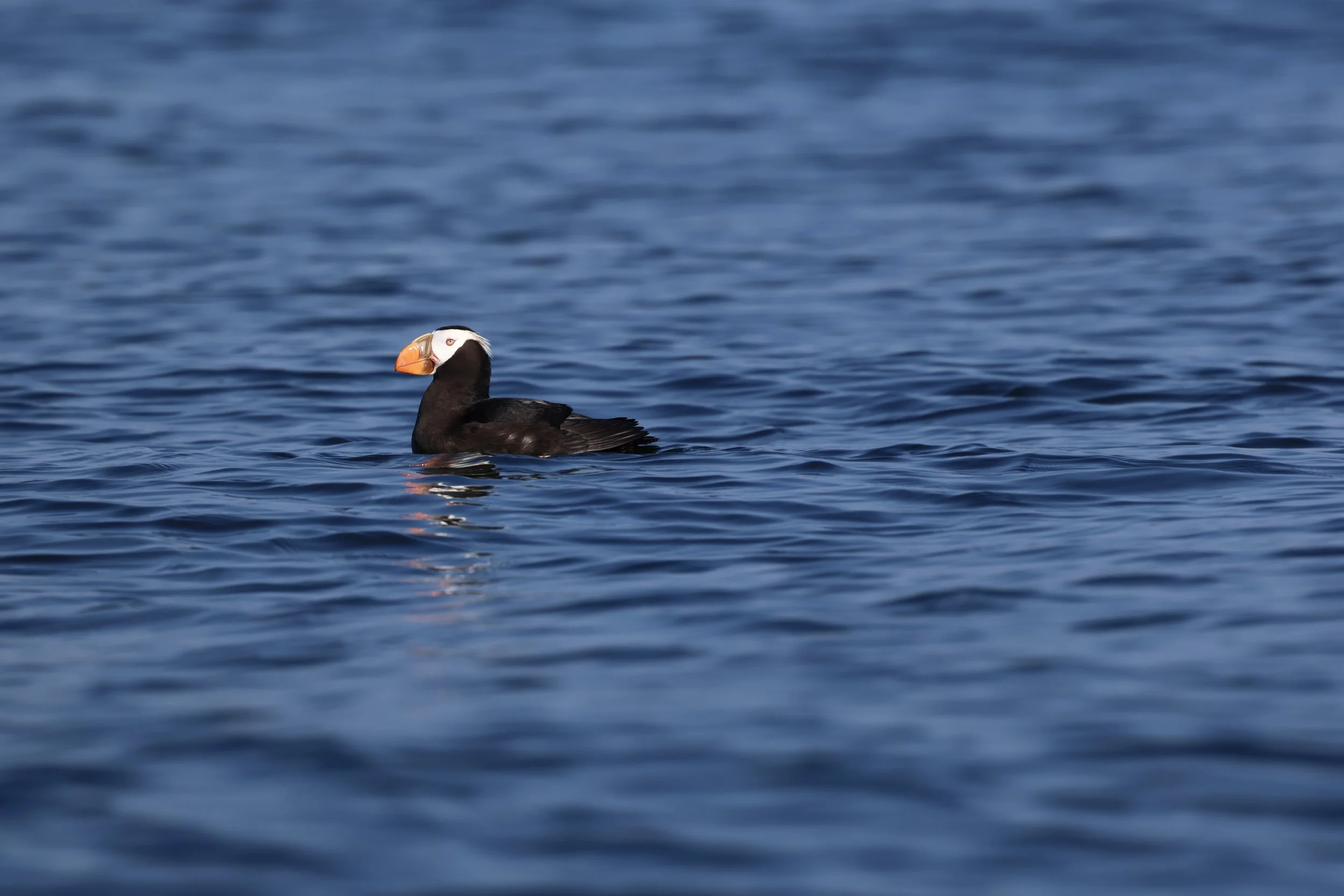 Tufted Puffin Tofino.JPEG