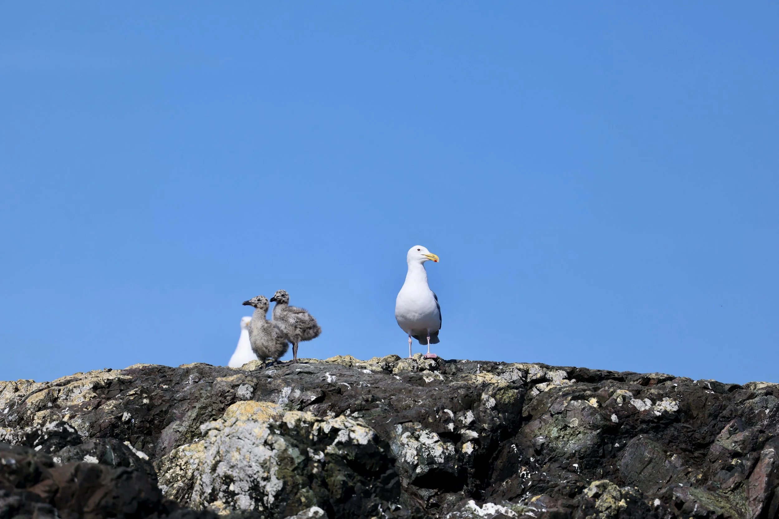 Tofino Bird Tour.JPEG