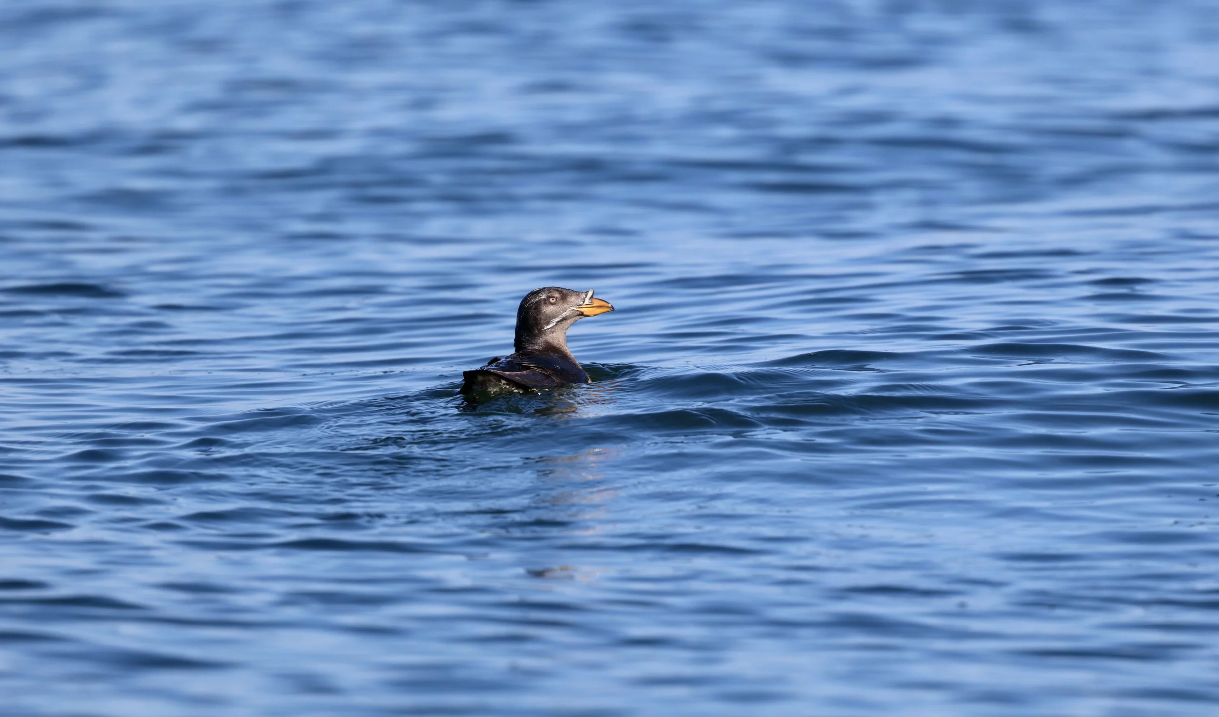 Tofino Bird Watching Tour.JPEG