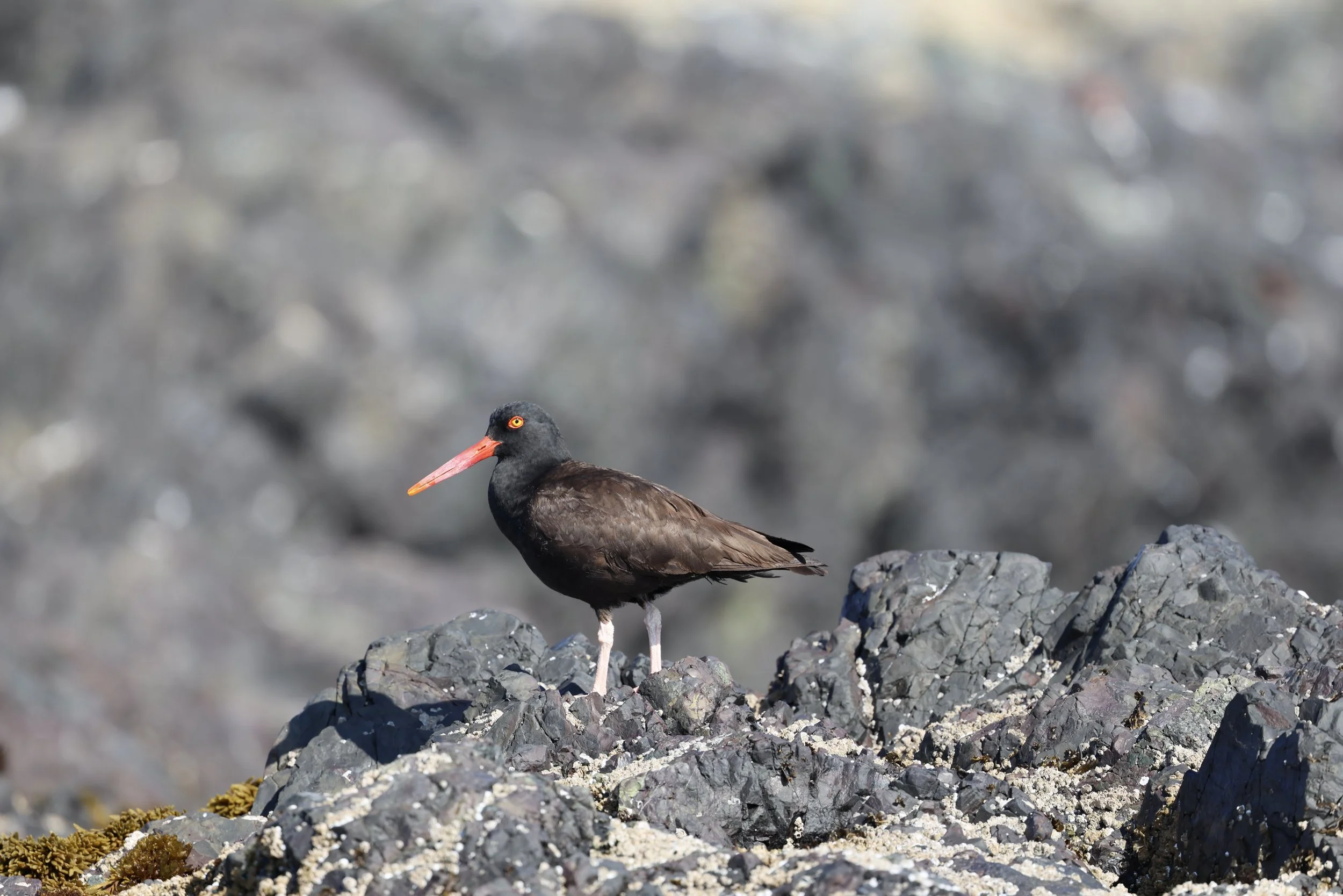 Tofino Bird Watching Tours: Discover Seabirds at Cleland Island