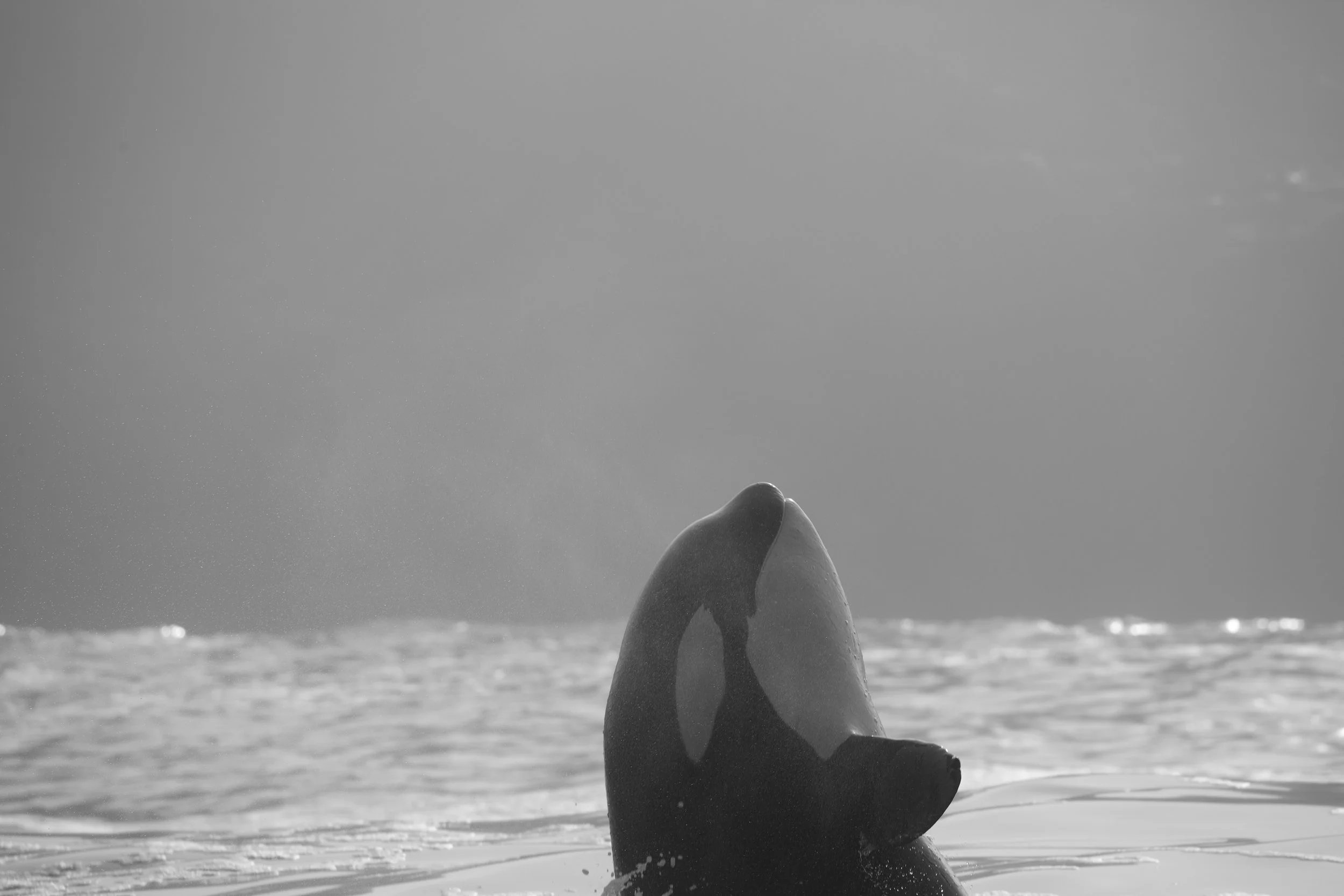 Killer Whale on a Tofino Whale Watching Tour