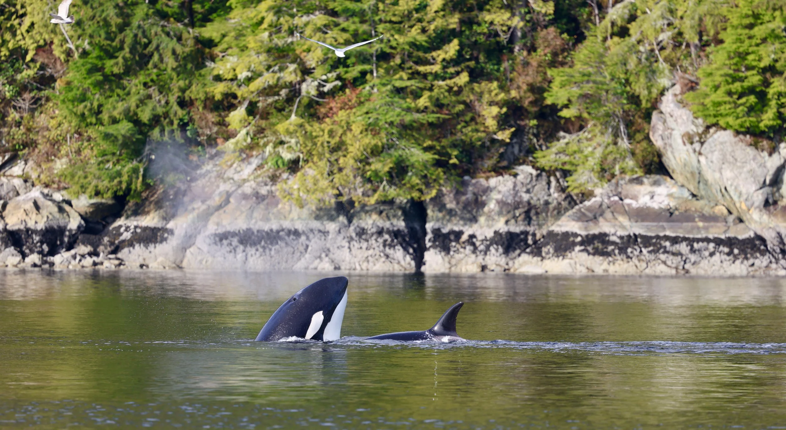 A killer whale on a whale tour in tofino