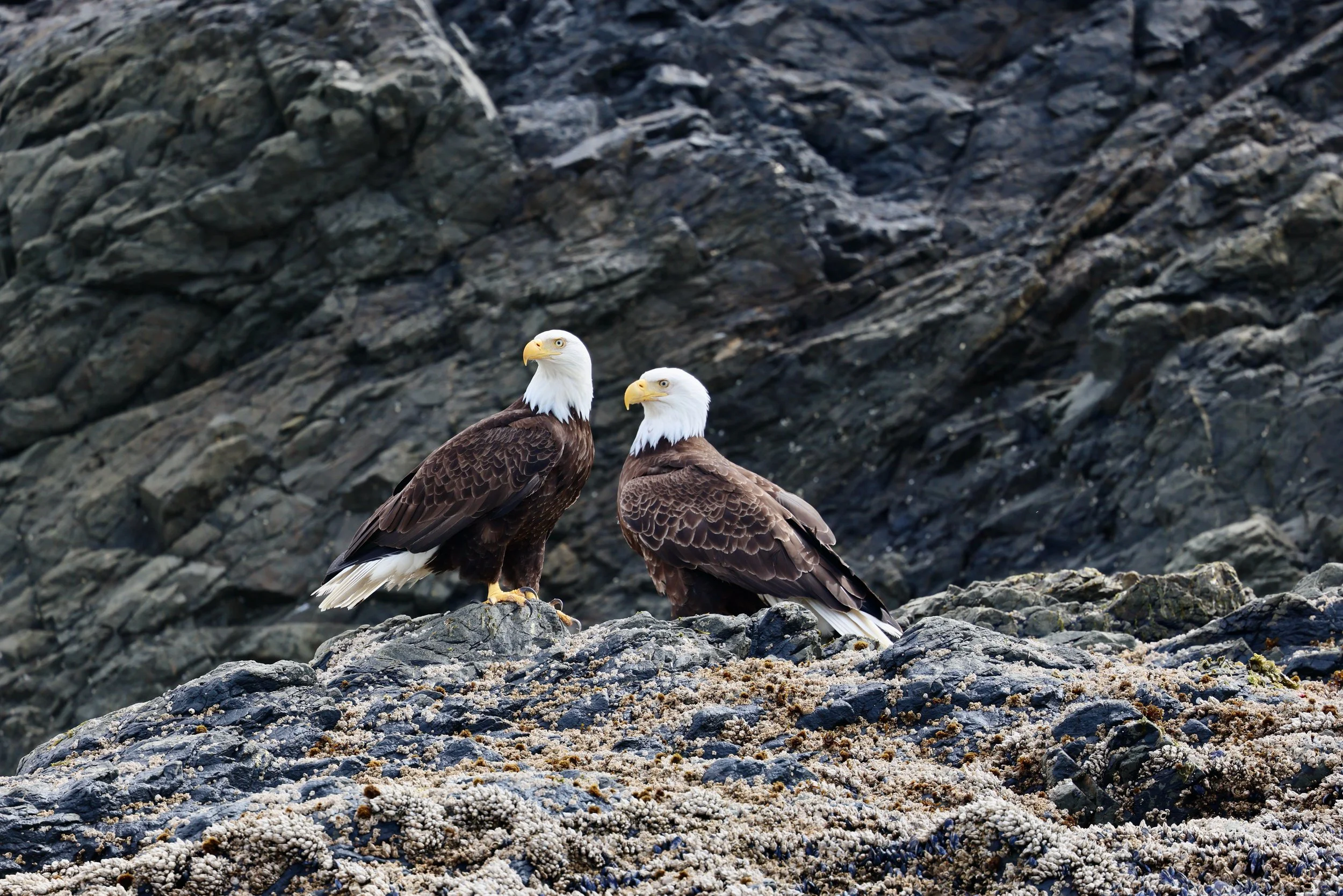 Two bald eagles perched on rocks near Tofino, BC