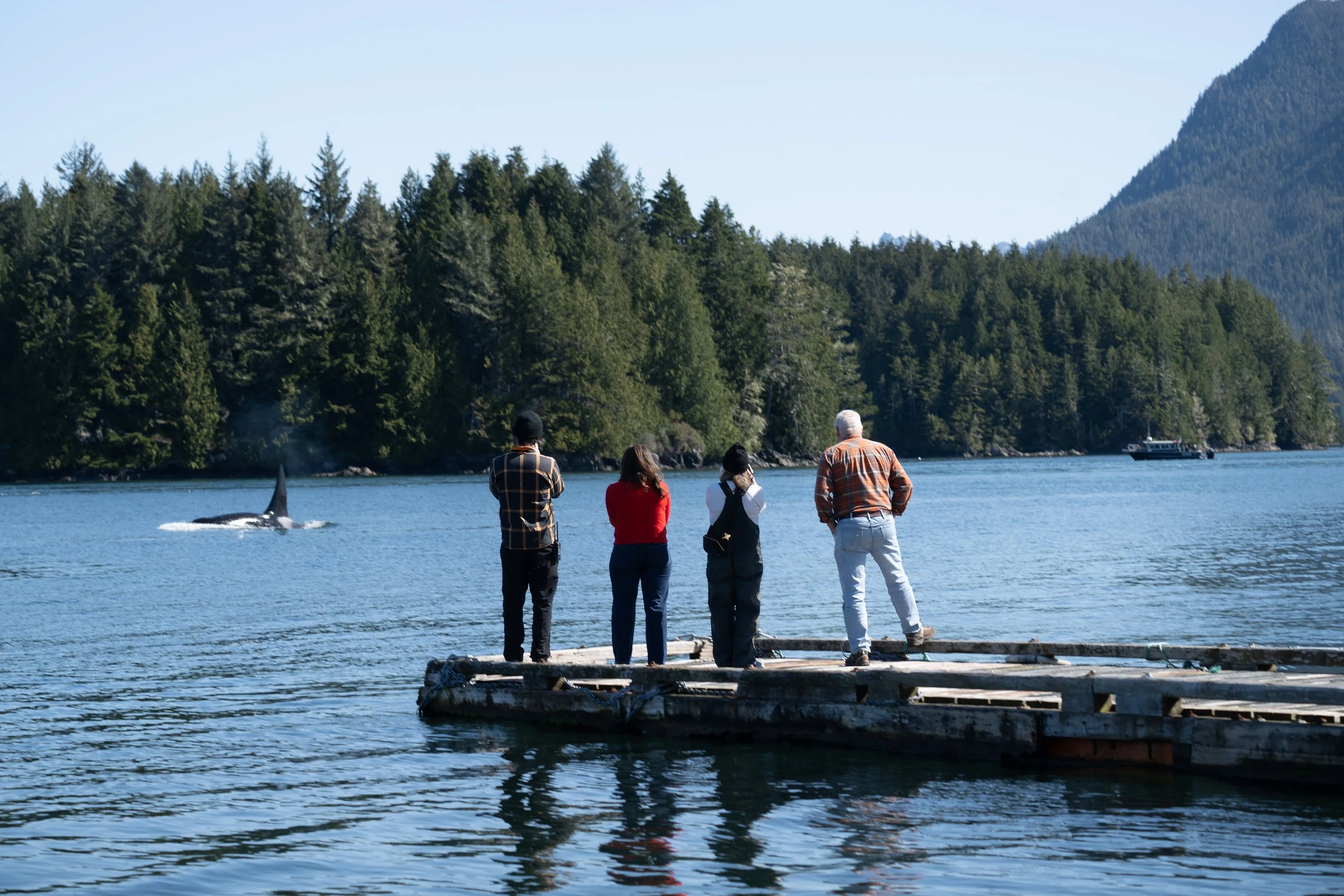 Tofino Whales