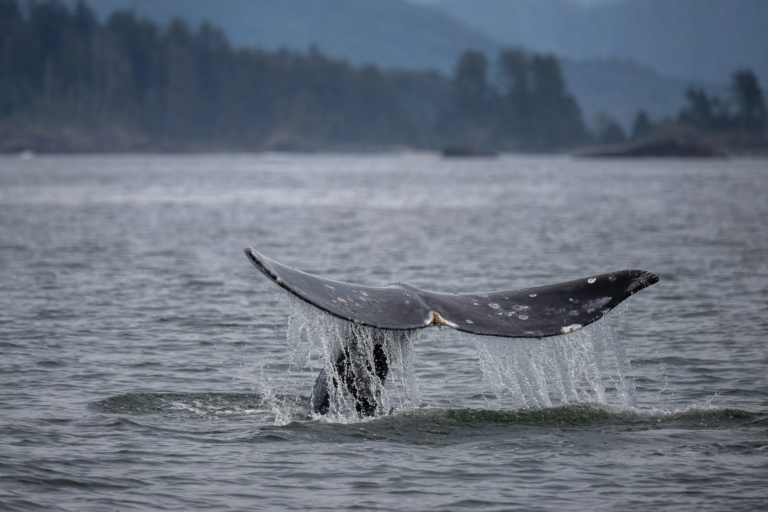 Grey Whale Tofino.jpg