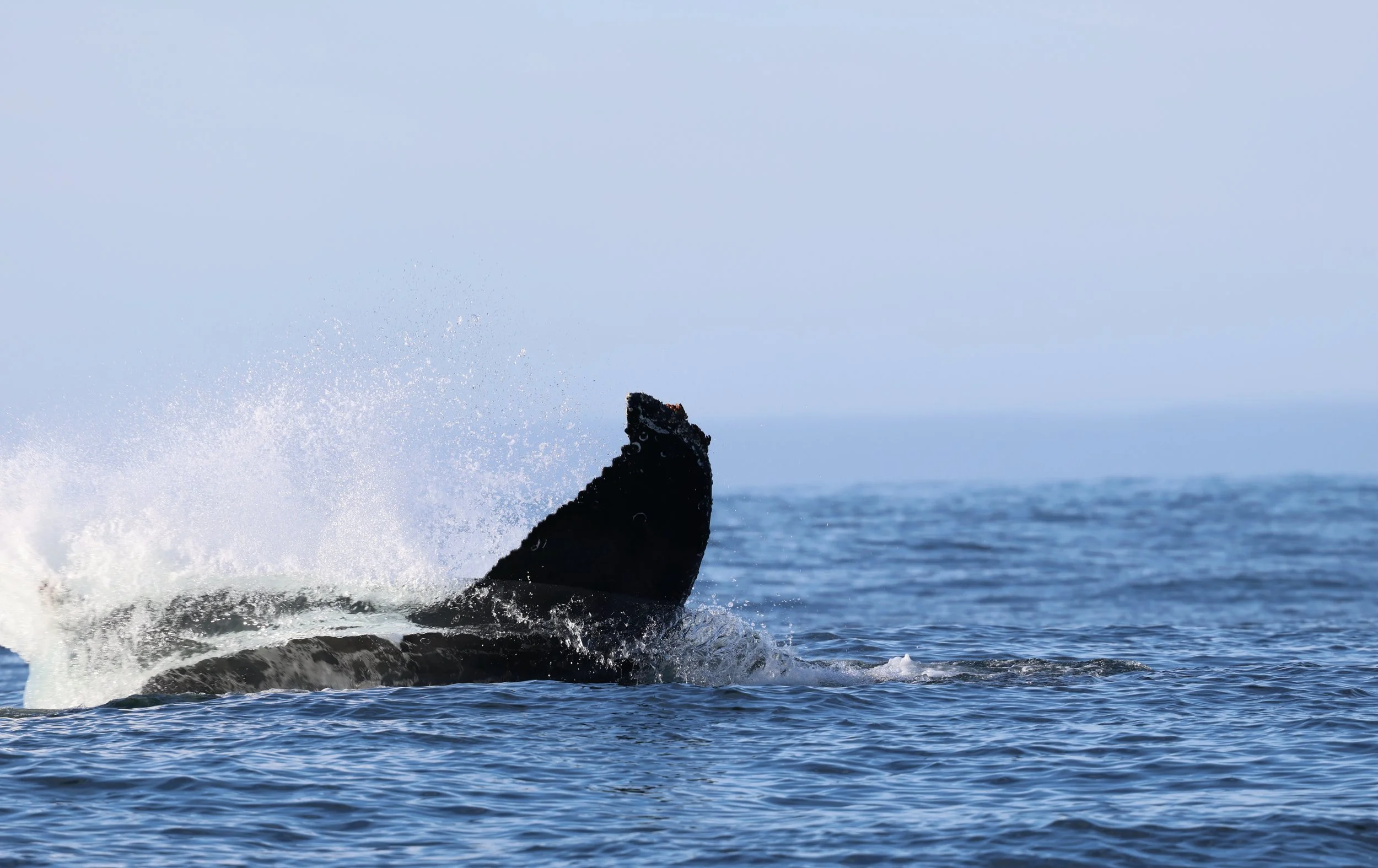 Whale Tours in Tofino on Vancouver Island