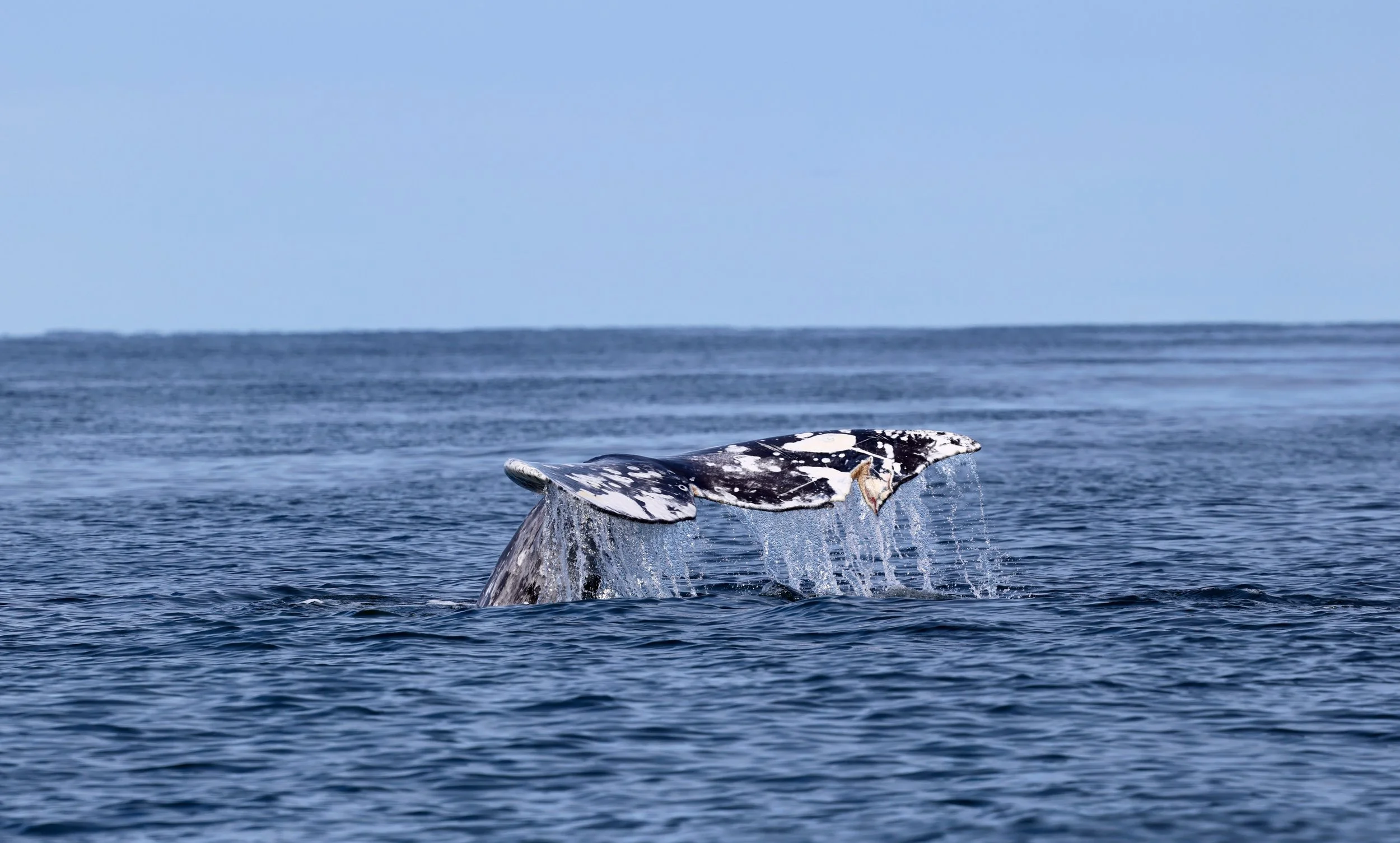 Grey Whale on Whale Watching Tour in Tofino