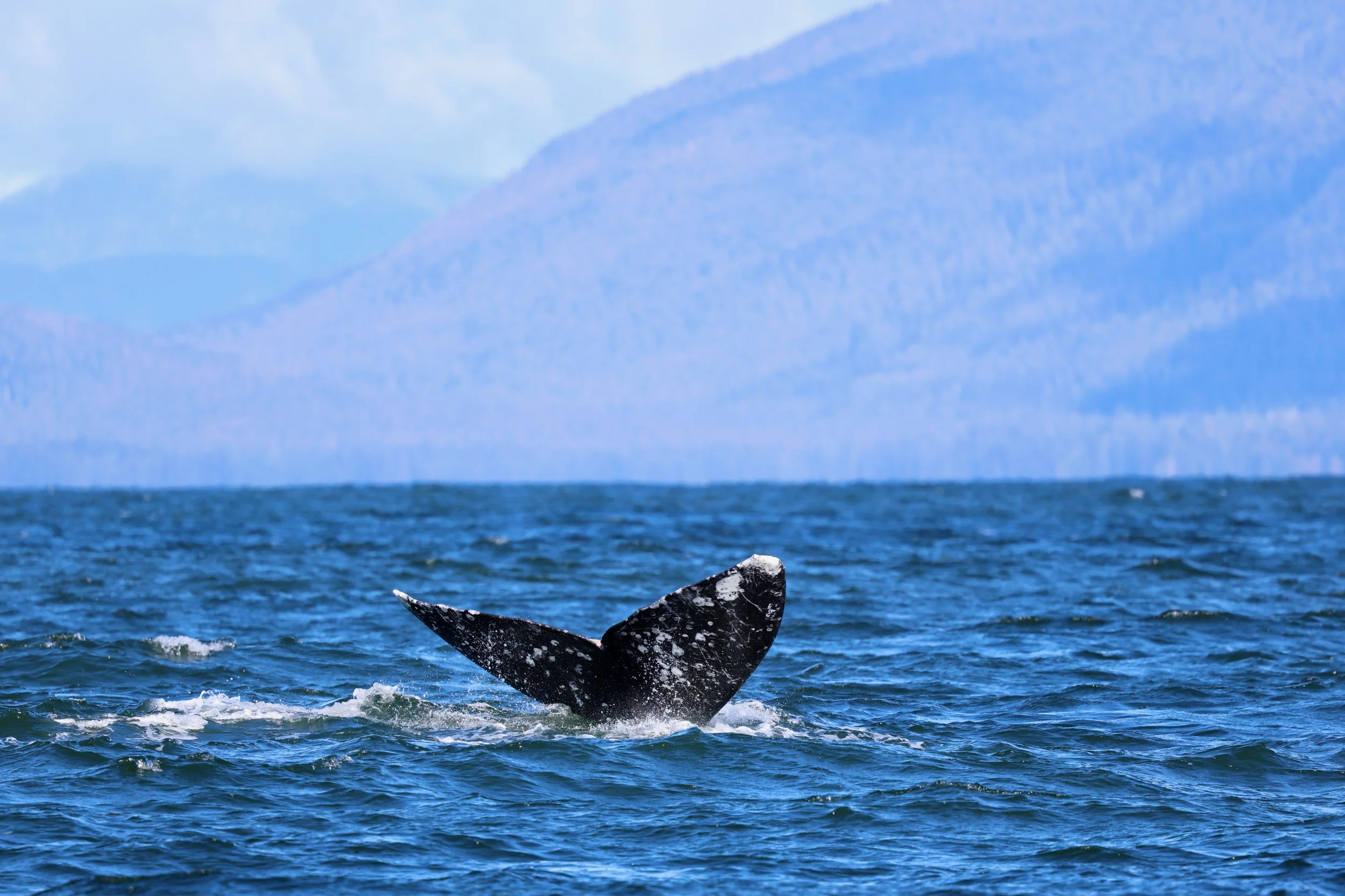 A whale's tail on a Tofino whale watching tour