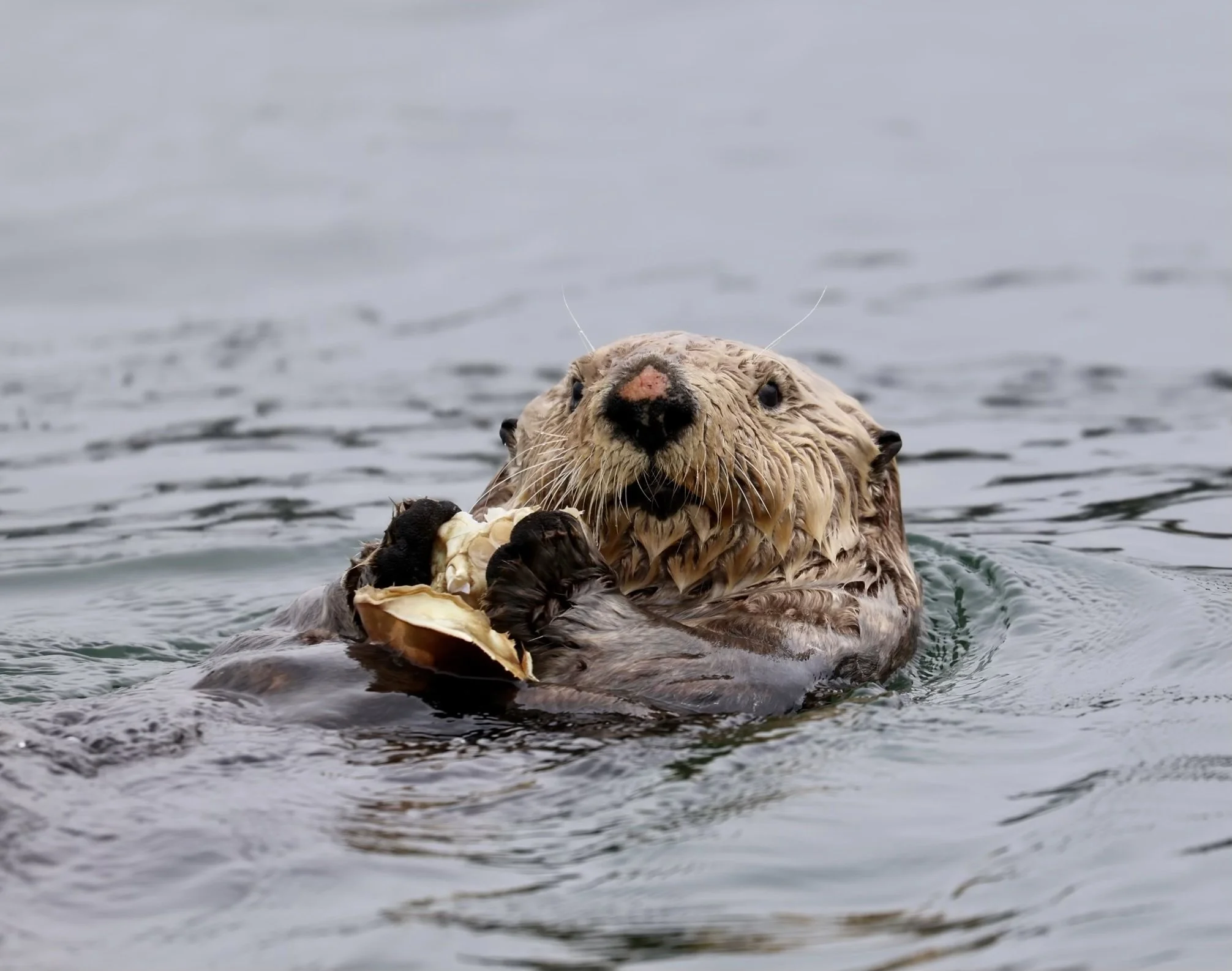 Tofino Sea Otter Tour