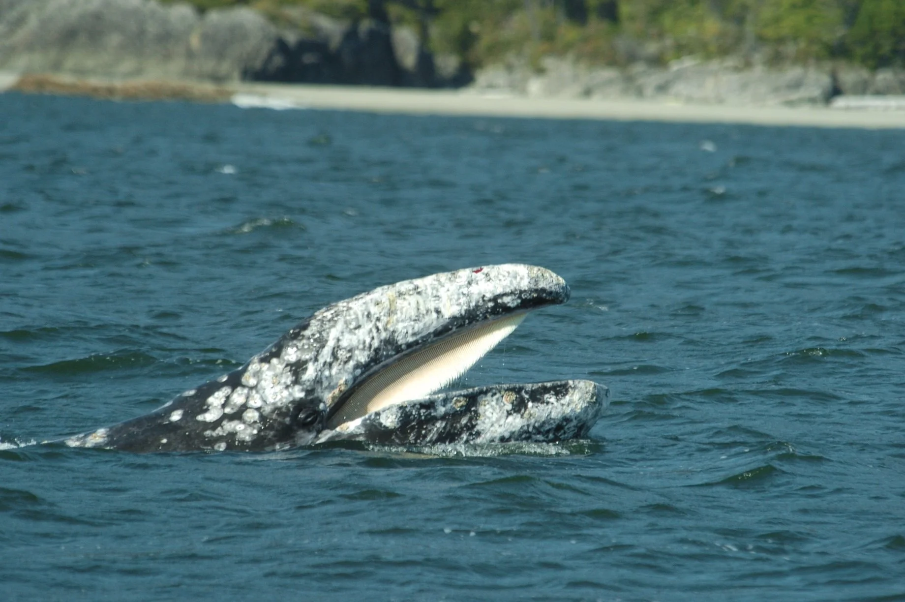 A whale breaching the water's surface in ocean with a distant shoreline and rocky cliffs in the background.