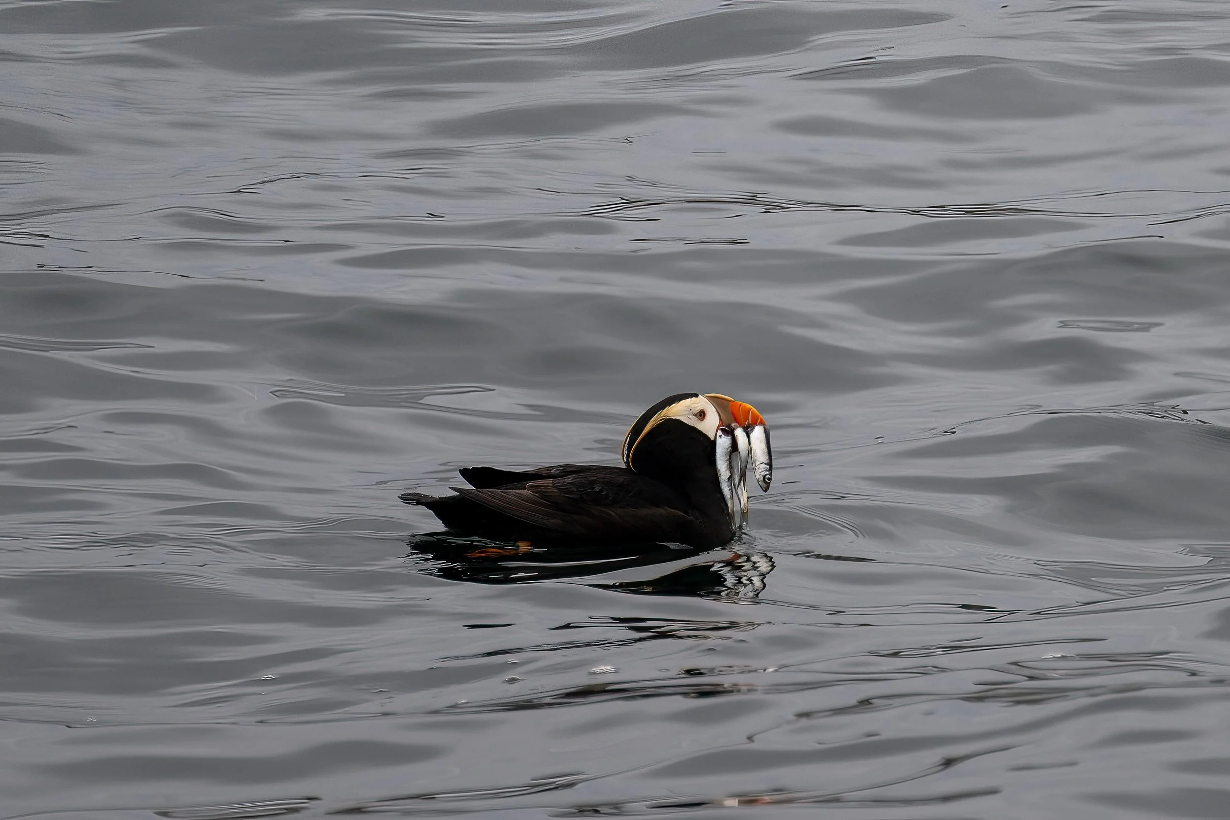 Tofino Bird Watching Tour with Tufted Puffin