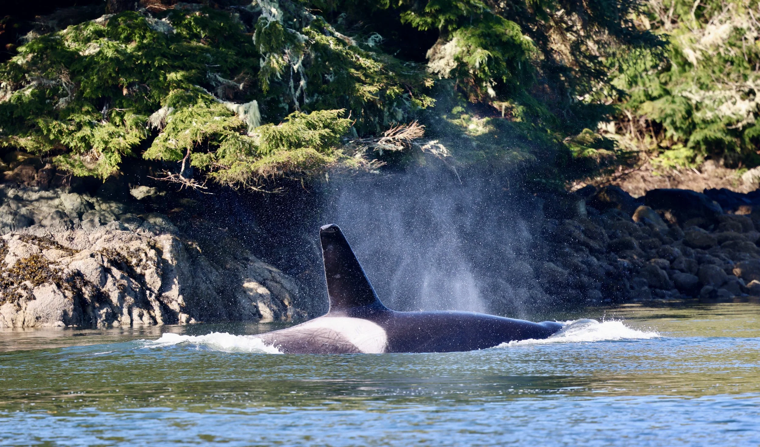 Tofino Whale Watching Tour with killer whales