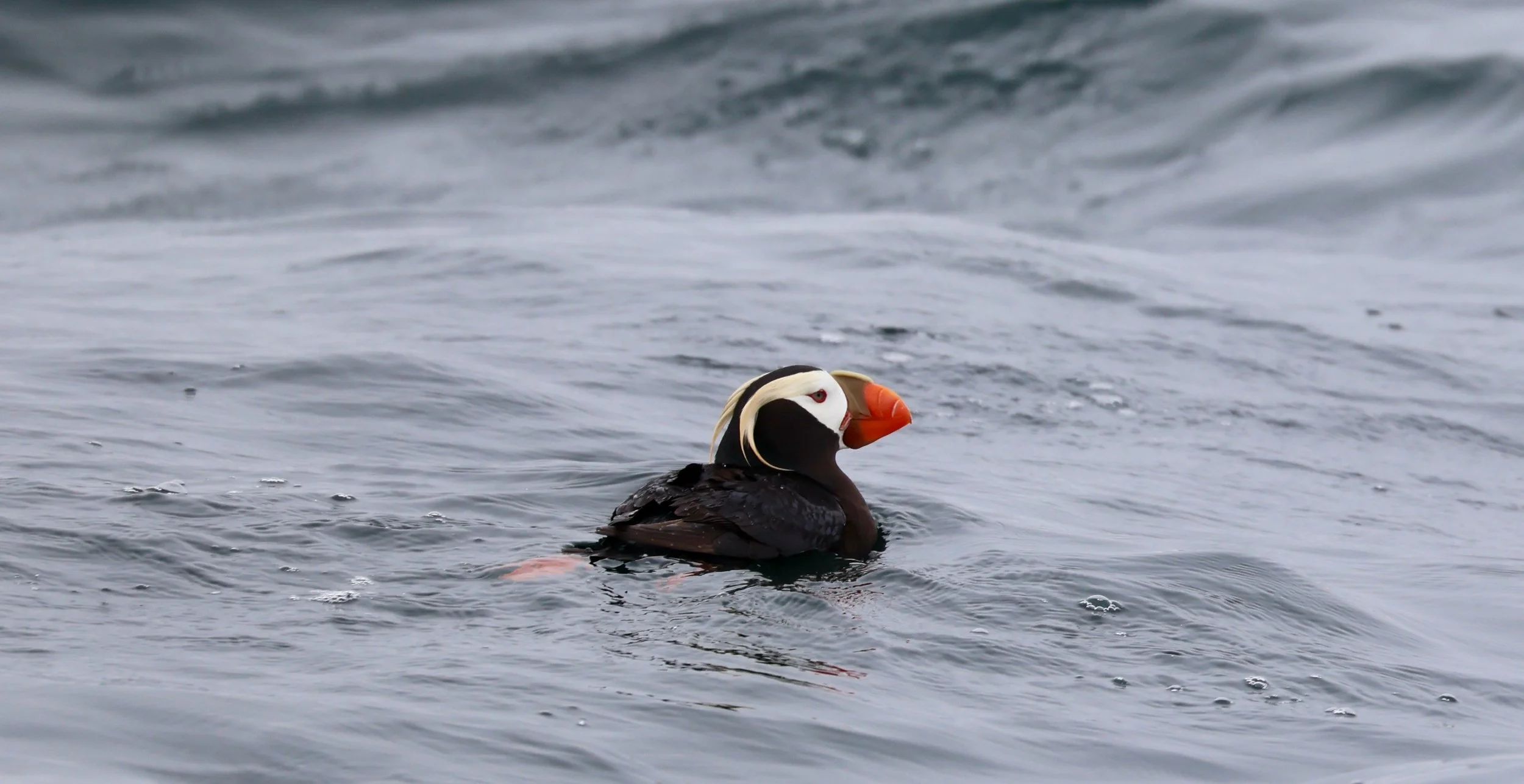Tofino Bird Watching Tour Tufted Puffin