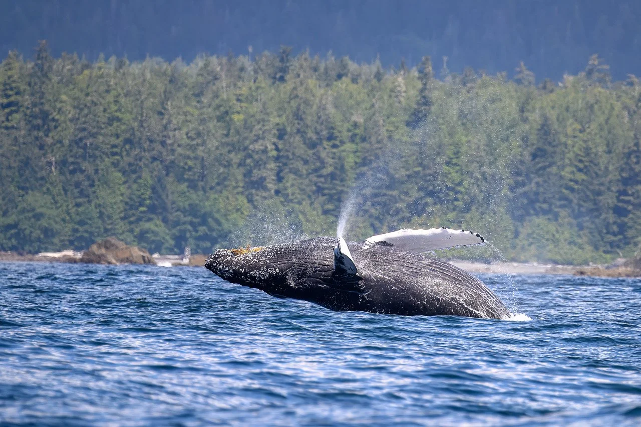 Breaching Humpback off Tofino.jpeg