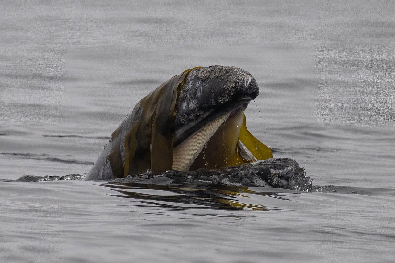 A sea lion is emerging from the water with its head and upper body visible, surrounded by calm water.
