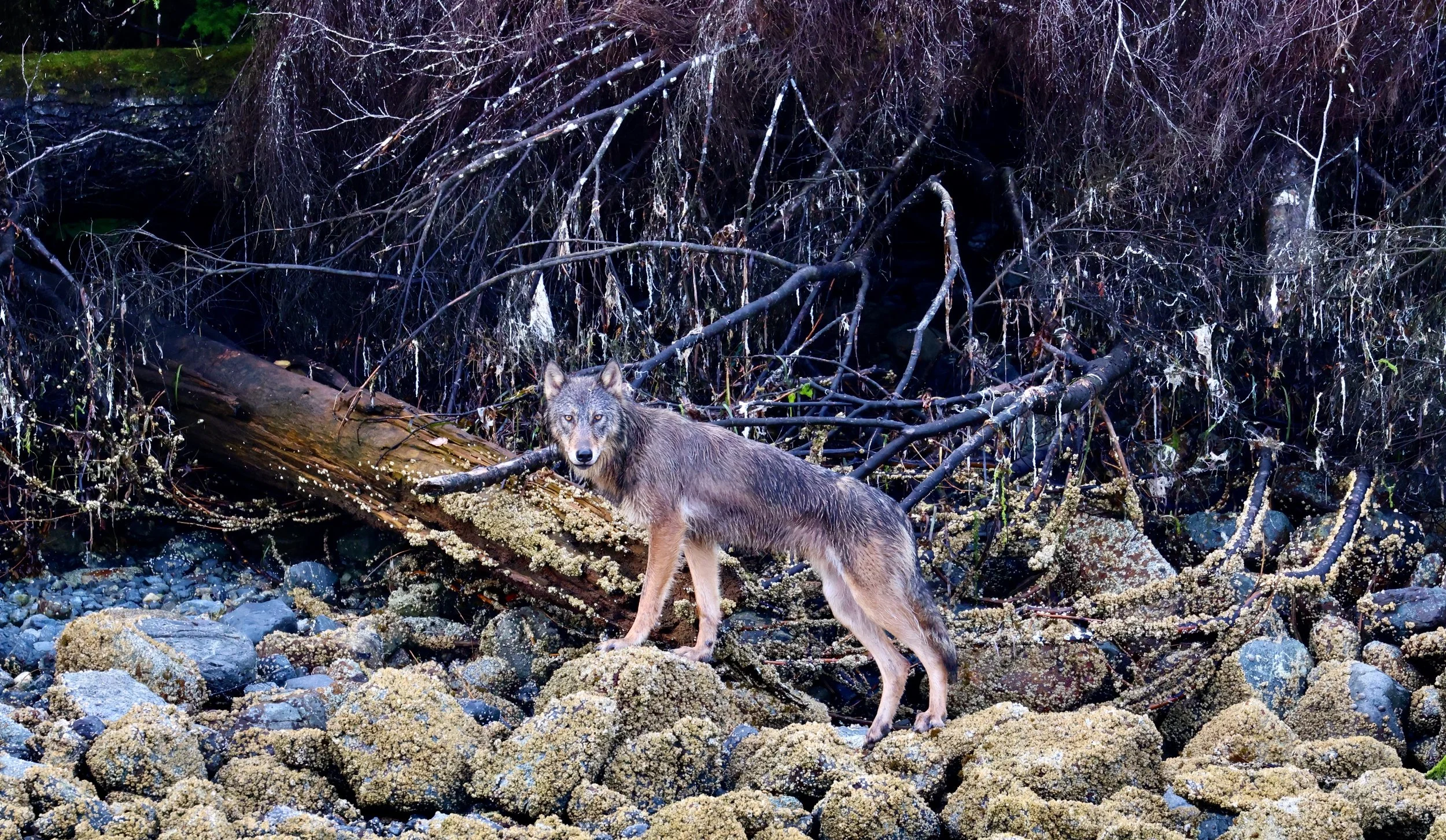 A wolf standing on rocks near a fallen tree in a forested area with tangled branches and moss.