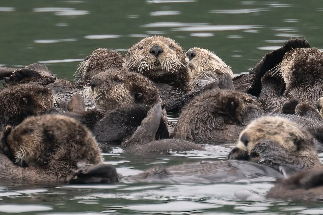 Sea otters on a Tofino Sea Otter Tour