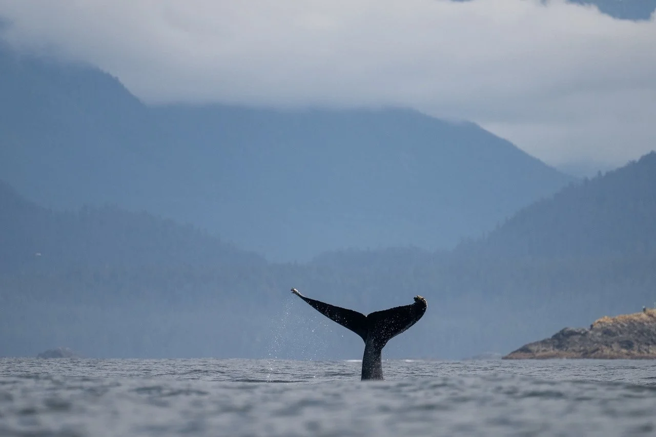 Whale tail on a Tofino whale tour