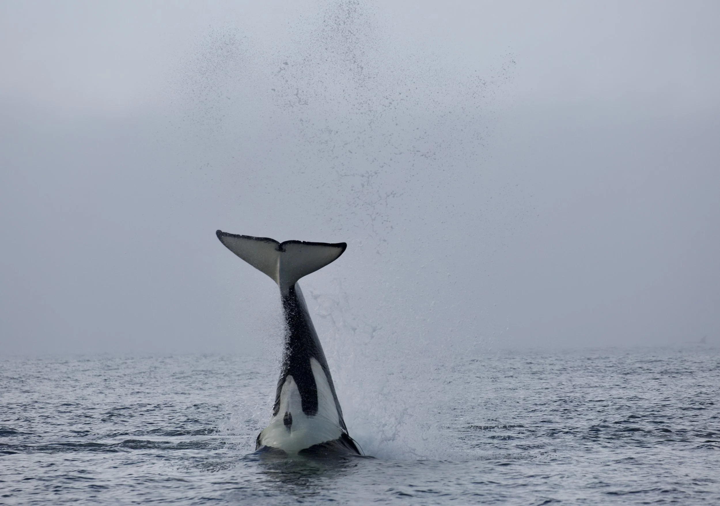 A killer whale on a Tofino Whale Watching Tour