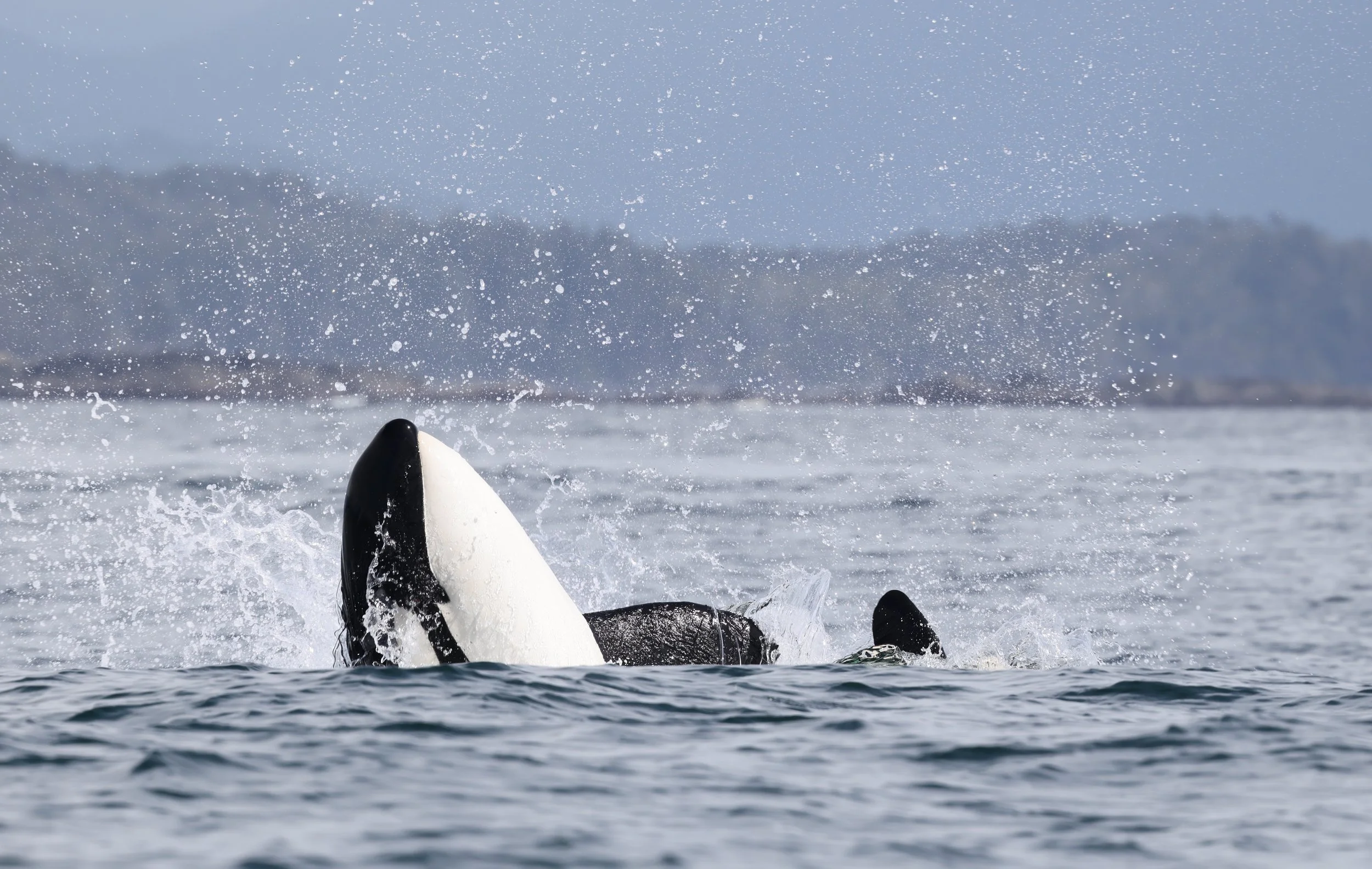 A killer whale on a Tofino Whale Tour
