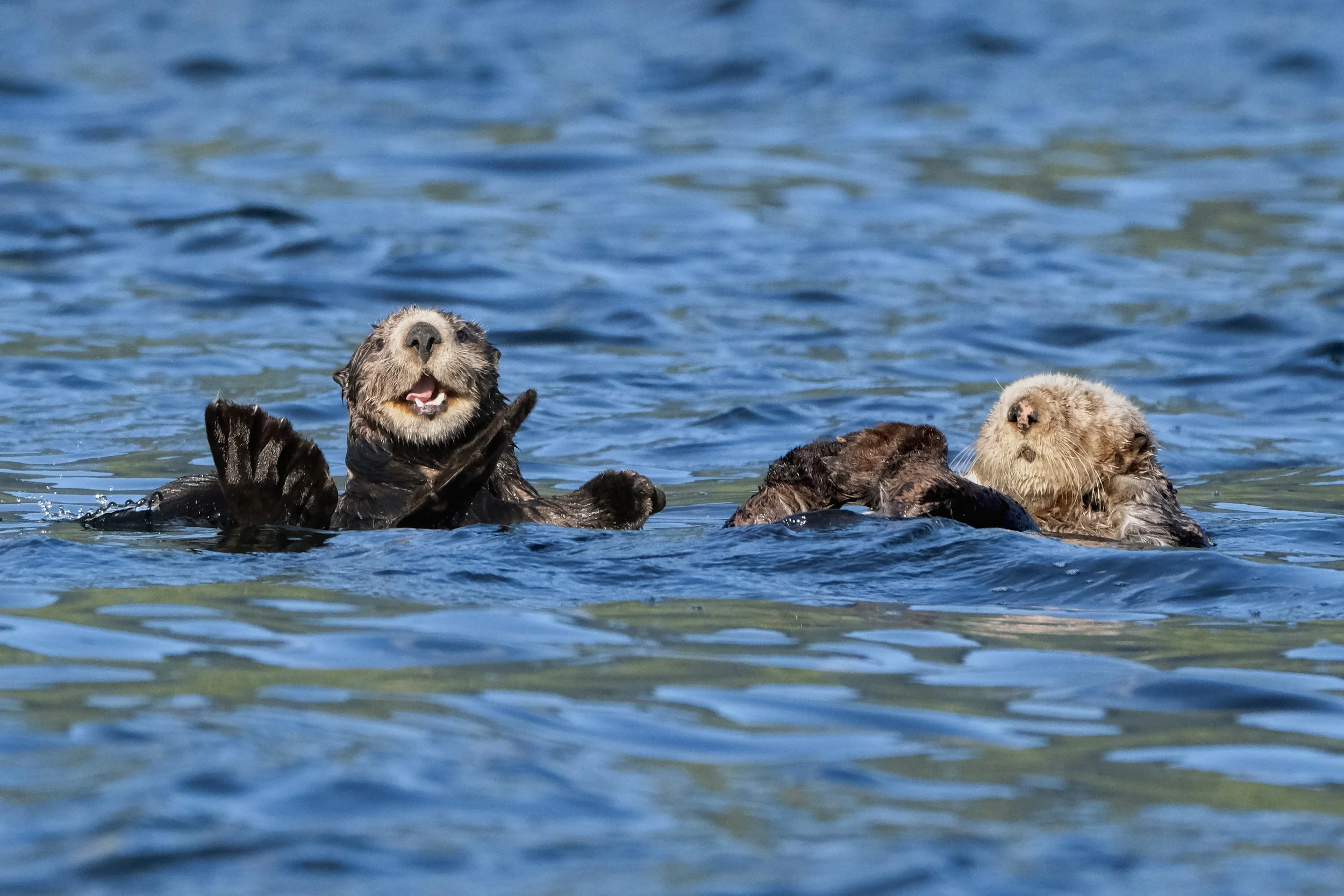 Two otters swimming and playing in the water, one facing forward with its mouth open and paws raised, the other with its head turned to the side.