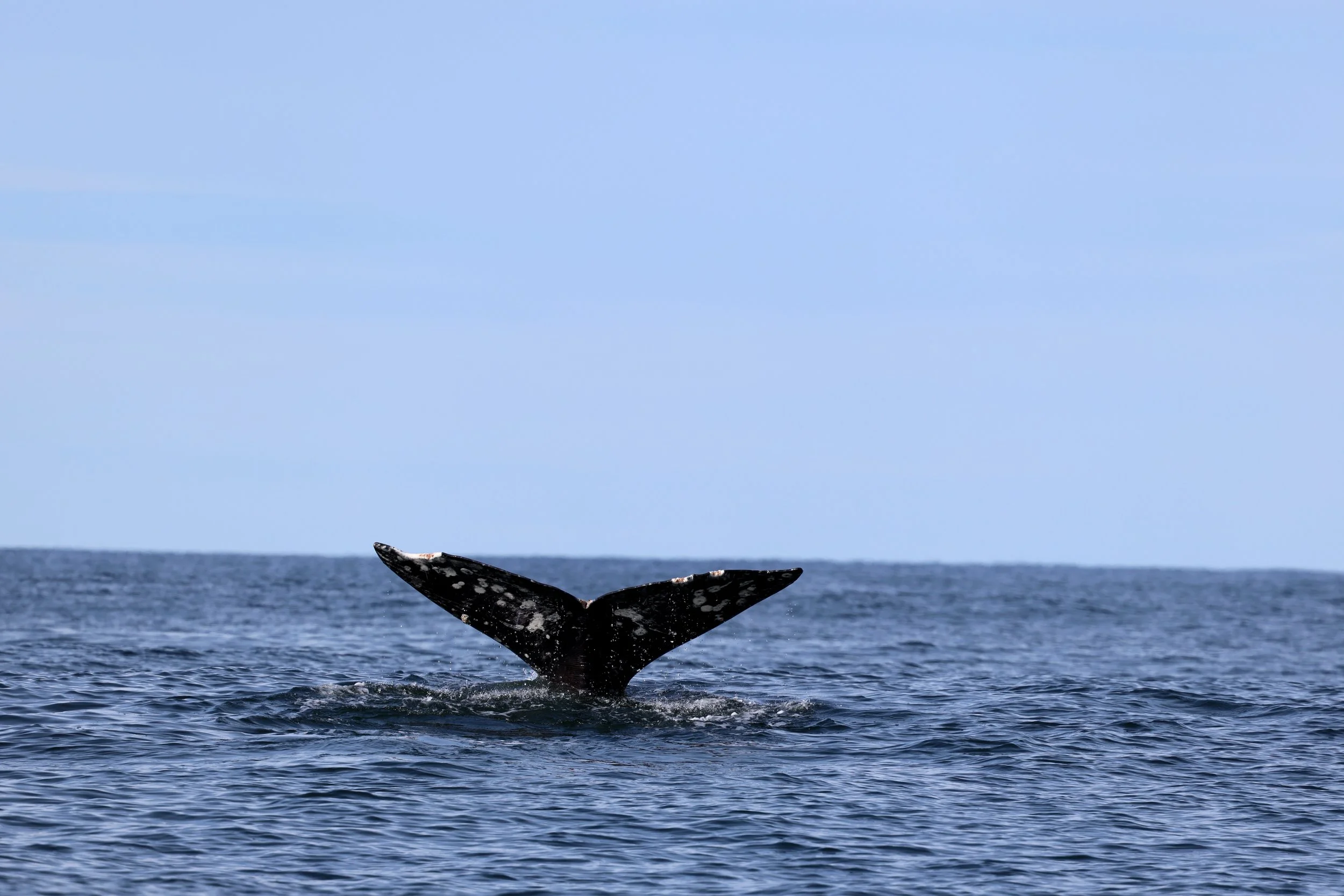 Tofino Whale Watching Tour with Grey Whales