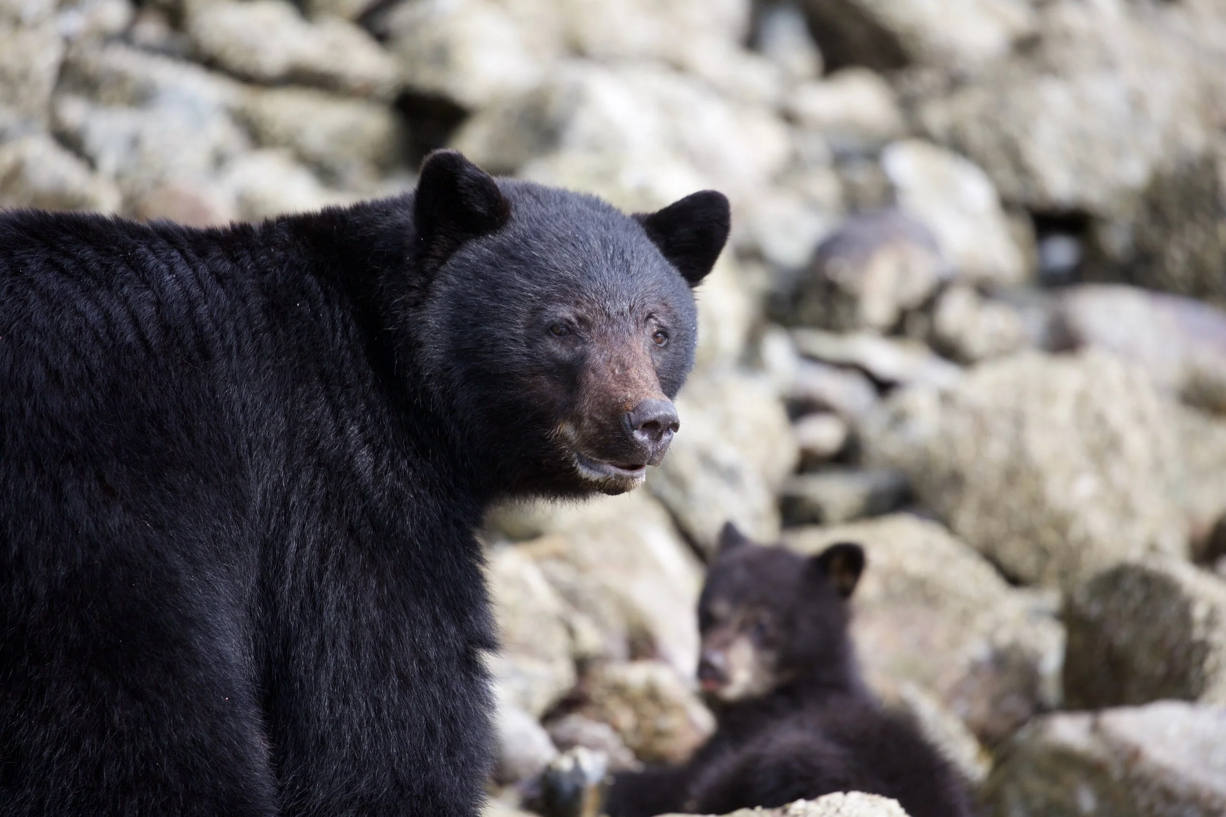 Tofino Bear Watching Tours 
