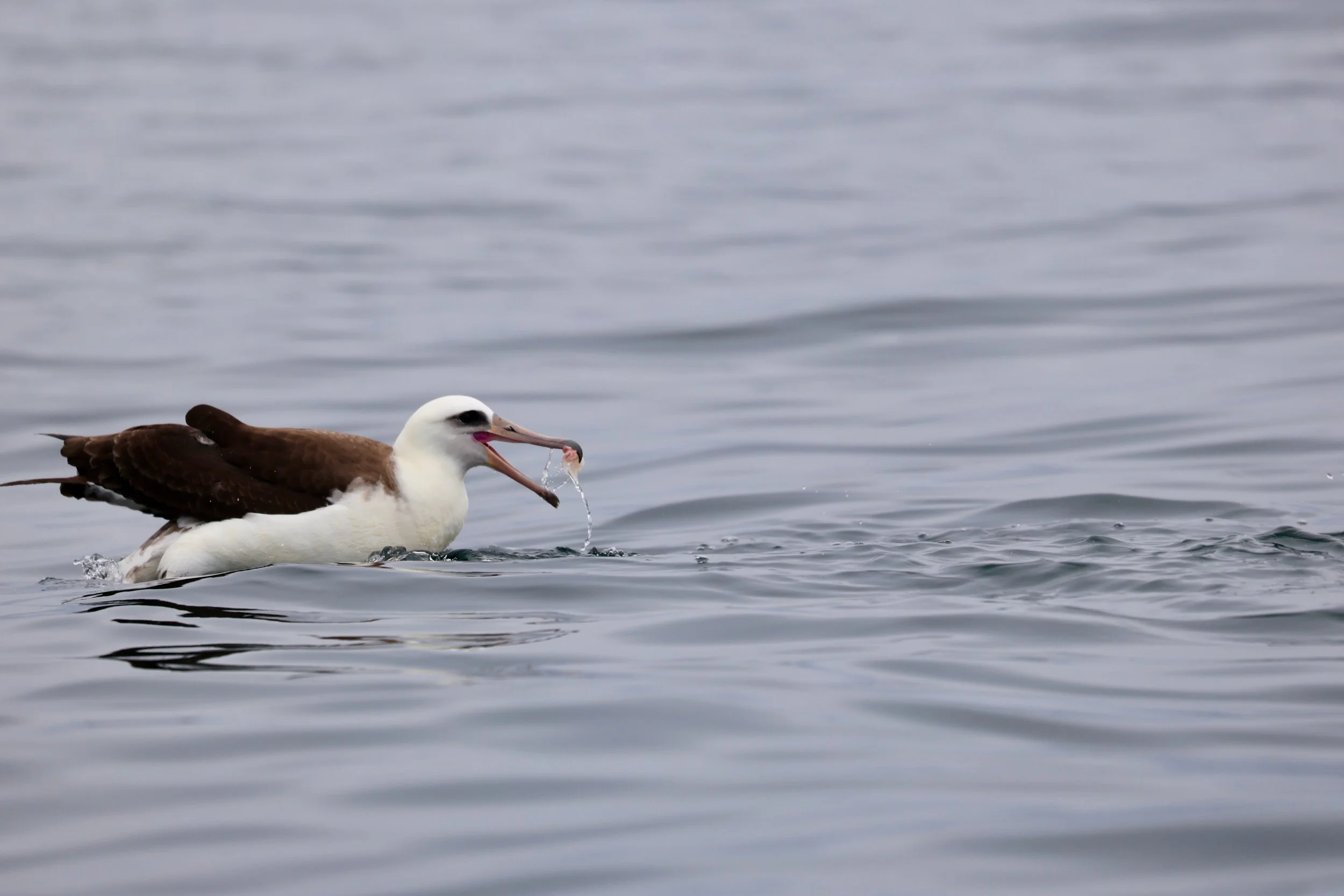 Tofino Pelagic Tour Laysan Albatross