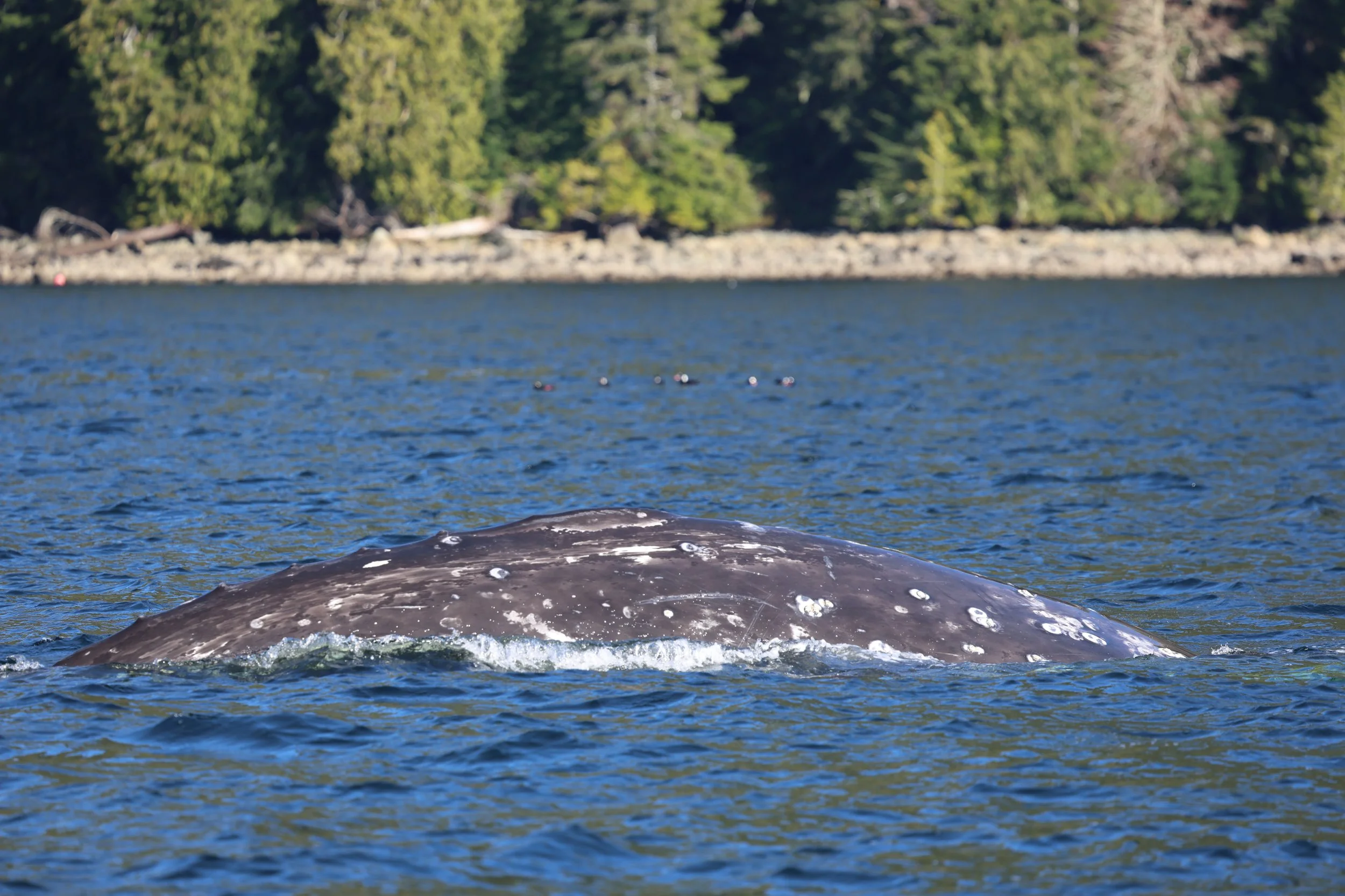 Grey Whale Tofino.jpeg