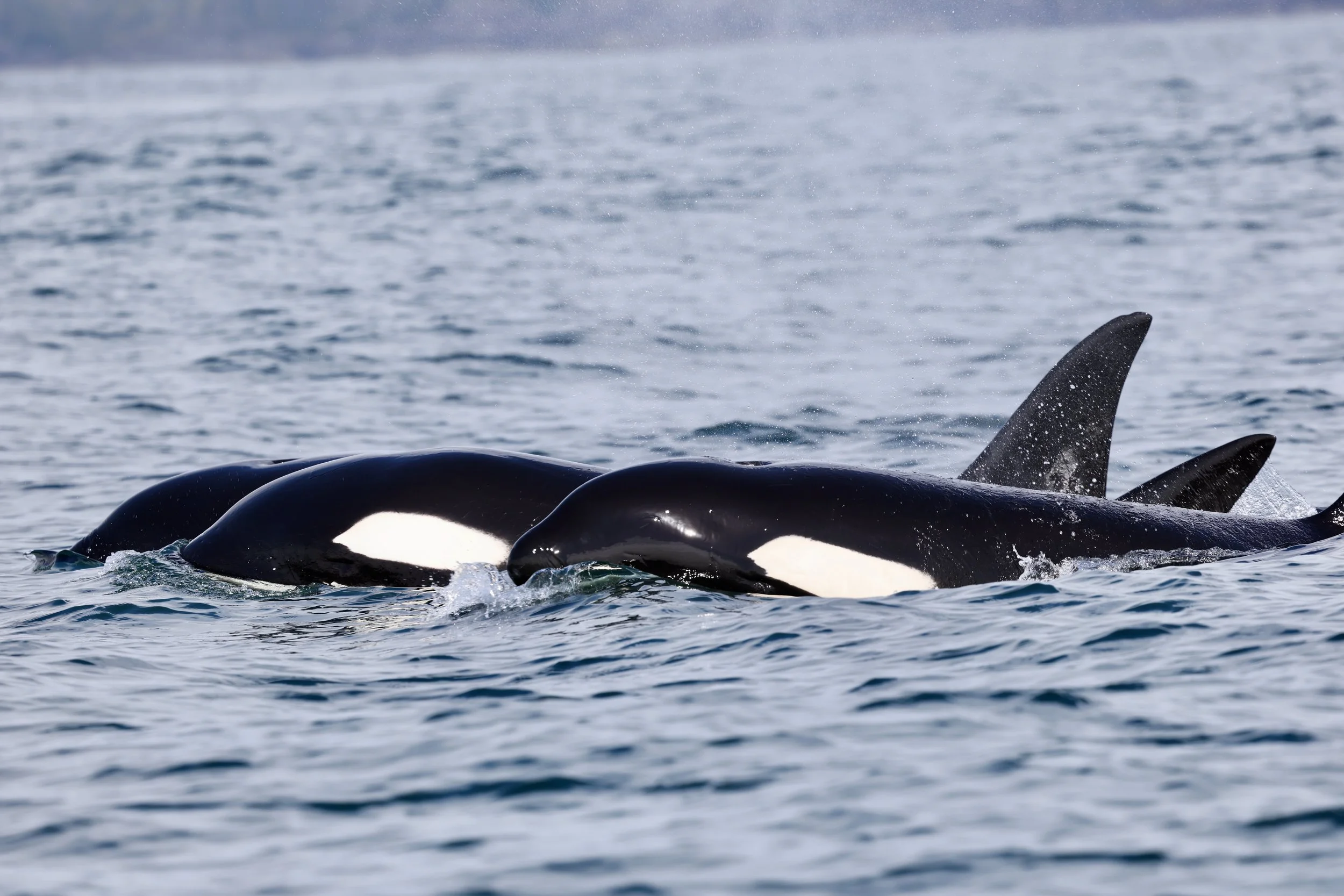 Whale Watching Tour in Tofino