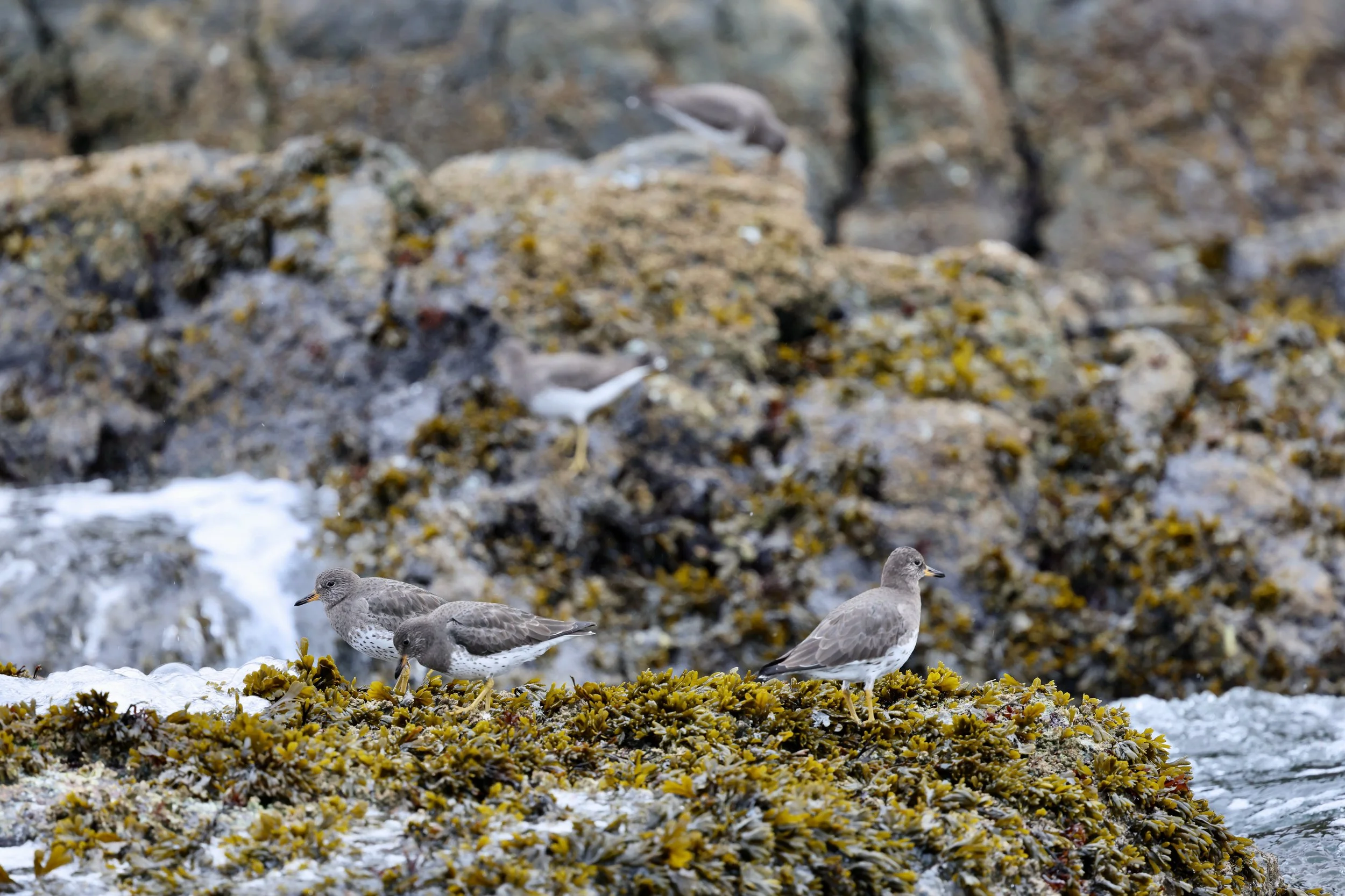 Bird watching tour in Tofino 