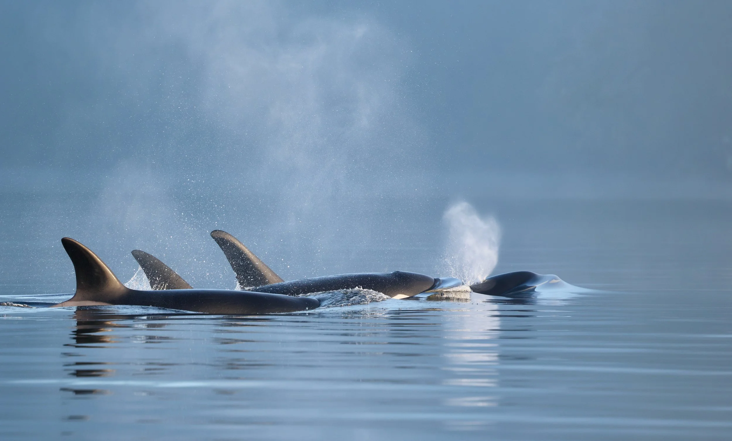 Whale Watching Tour in Tofino