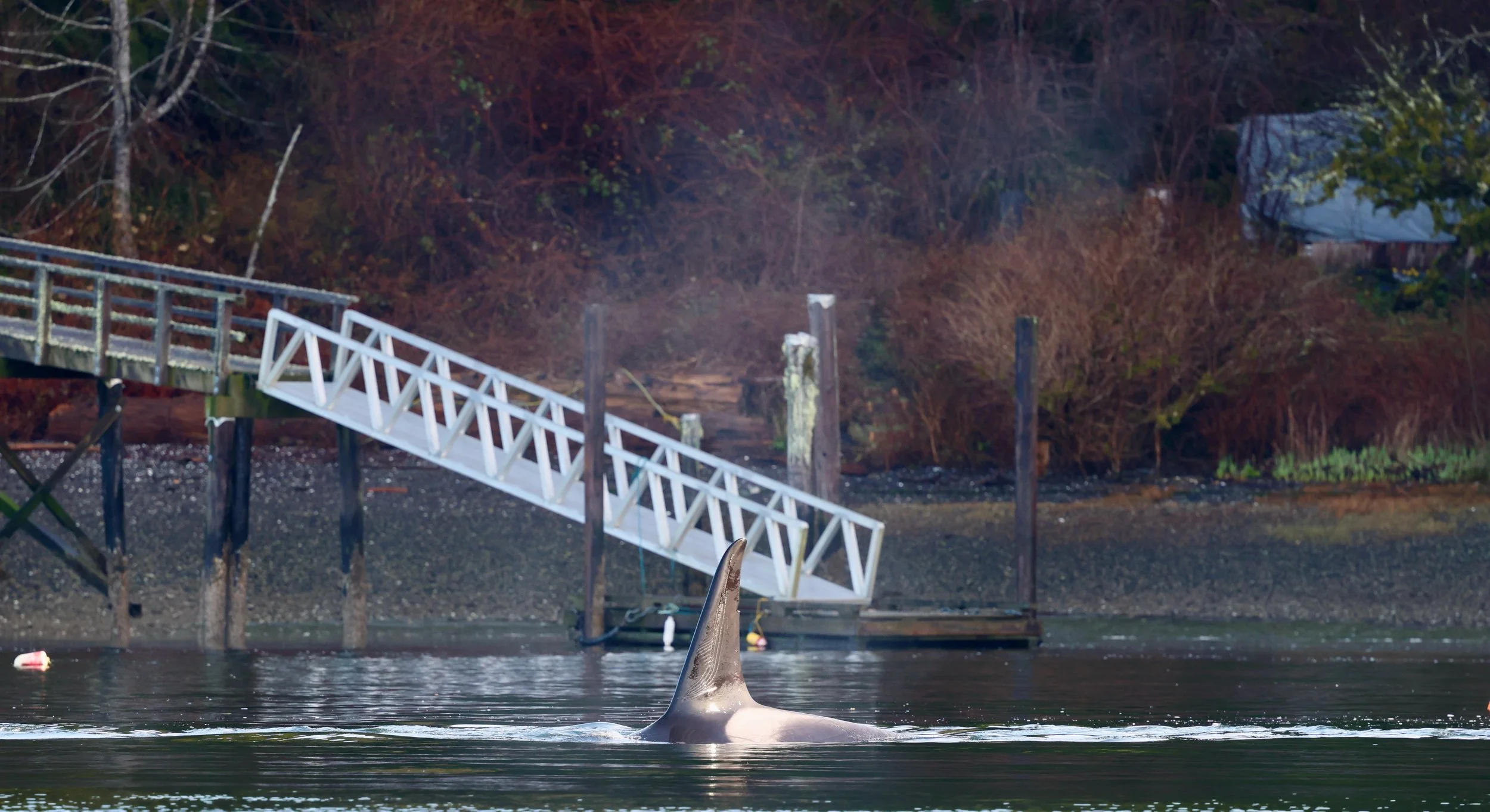Killer Whale in the Tofino Harbour 