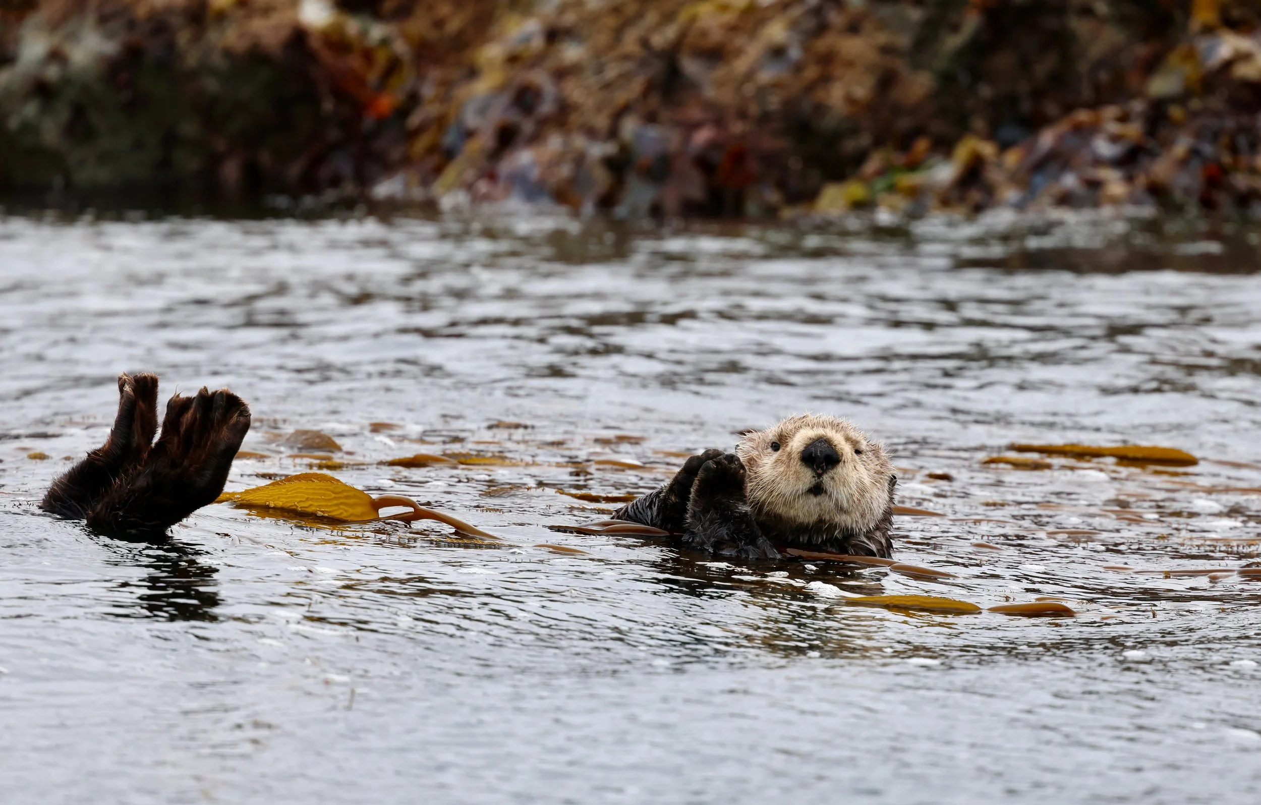 Tofino Sea Otter Tours