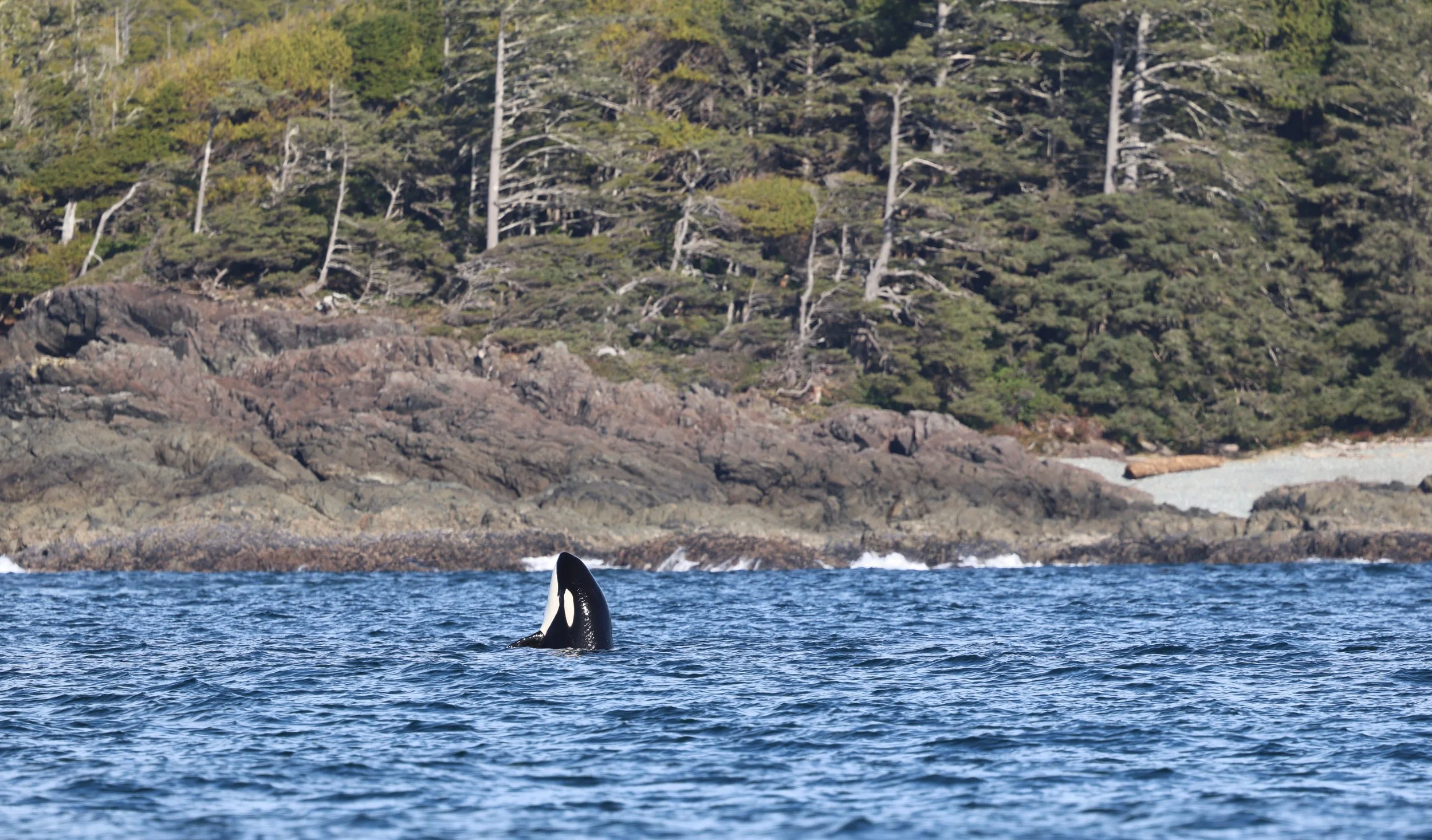 Whale Watching Tour Tofino Orcas.jpeg