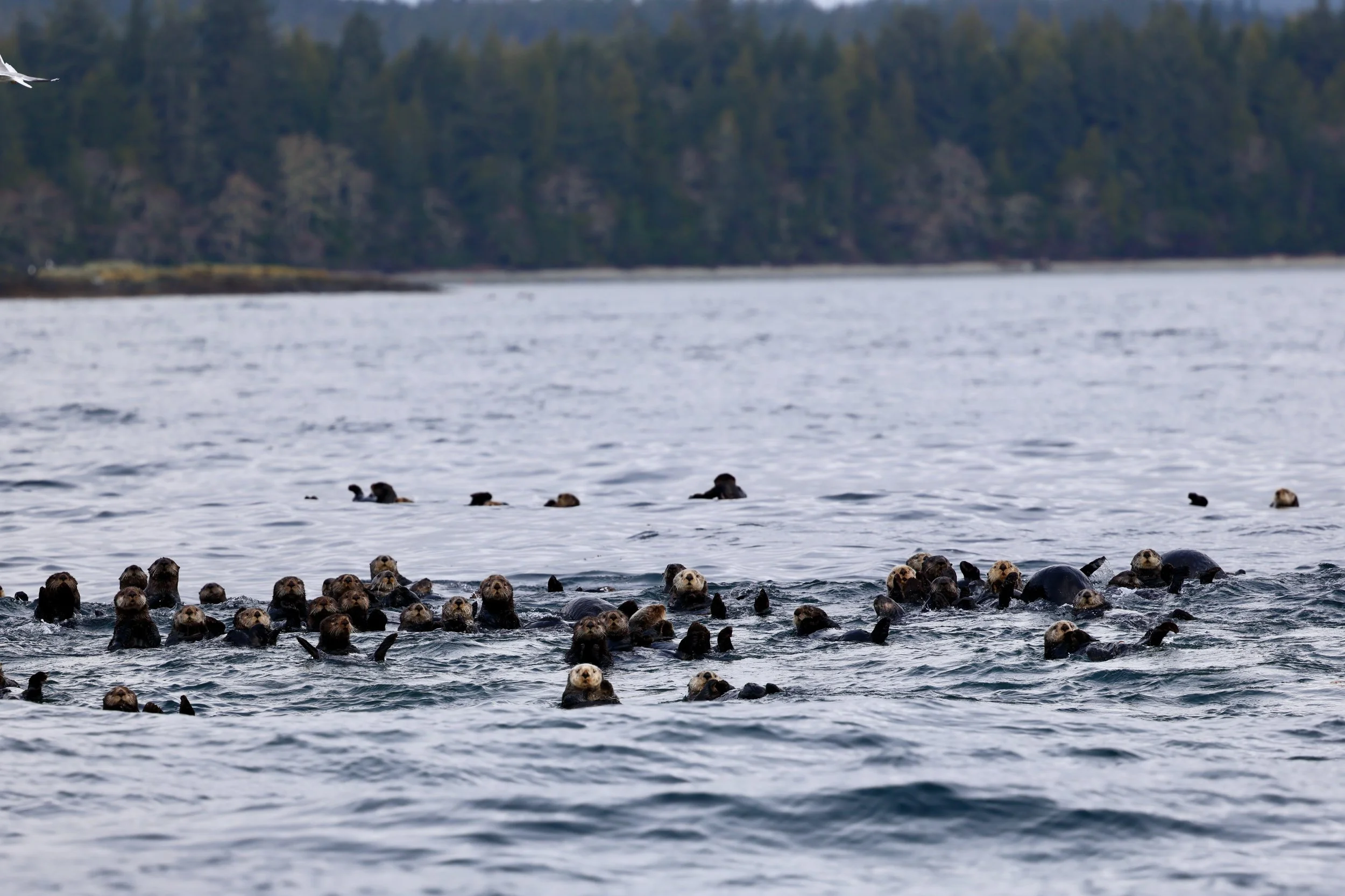 A large group of sea otters floating together in the ocean, with a forested shoreline in the background.
