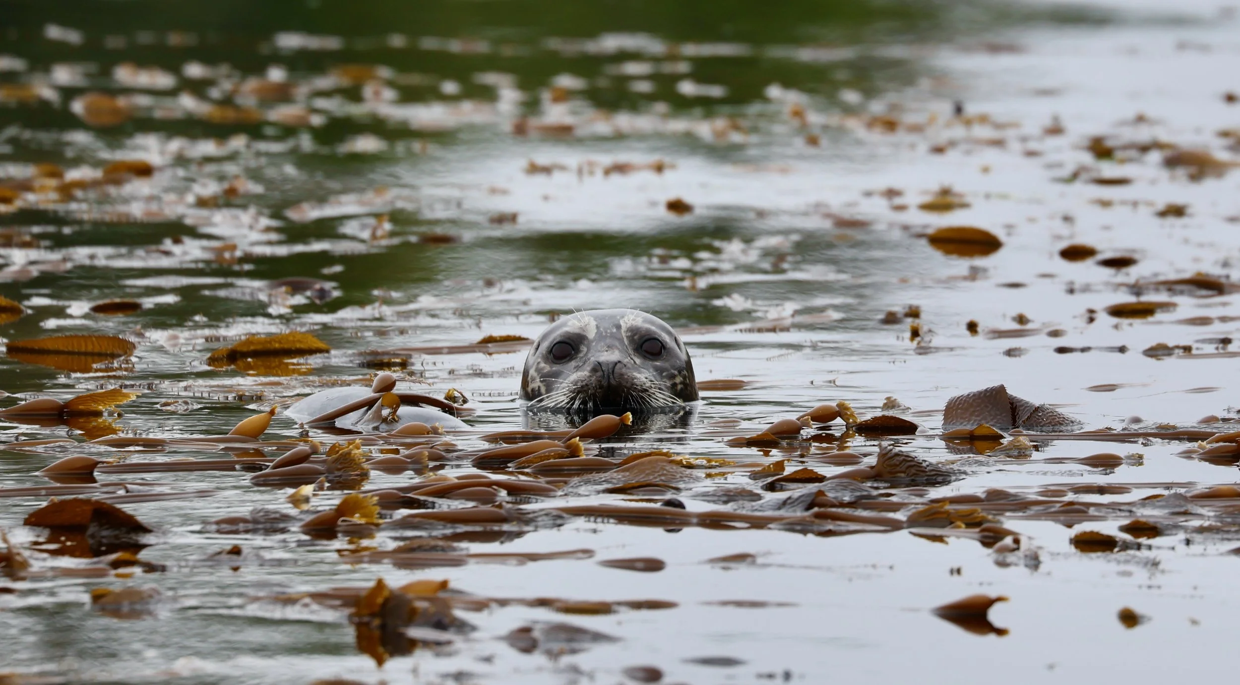 A seal peeking out of the water surrounded by floating brown leaves.
