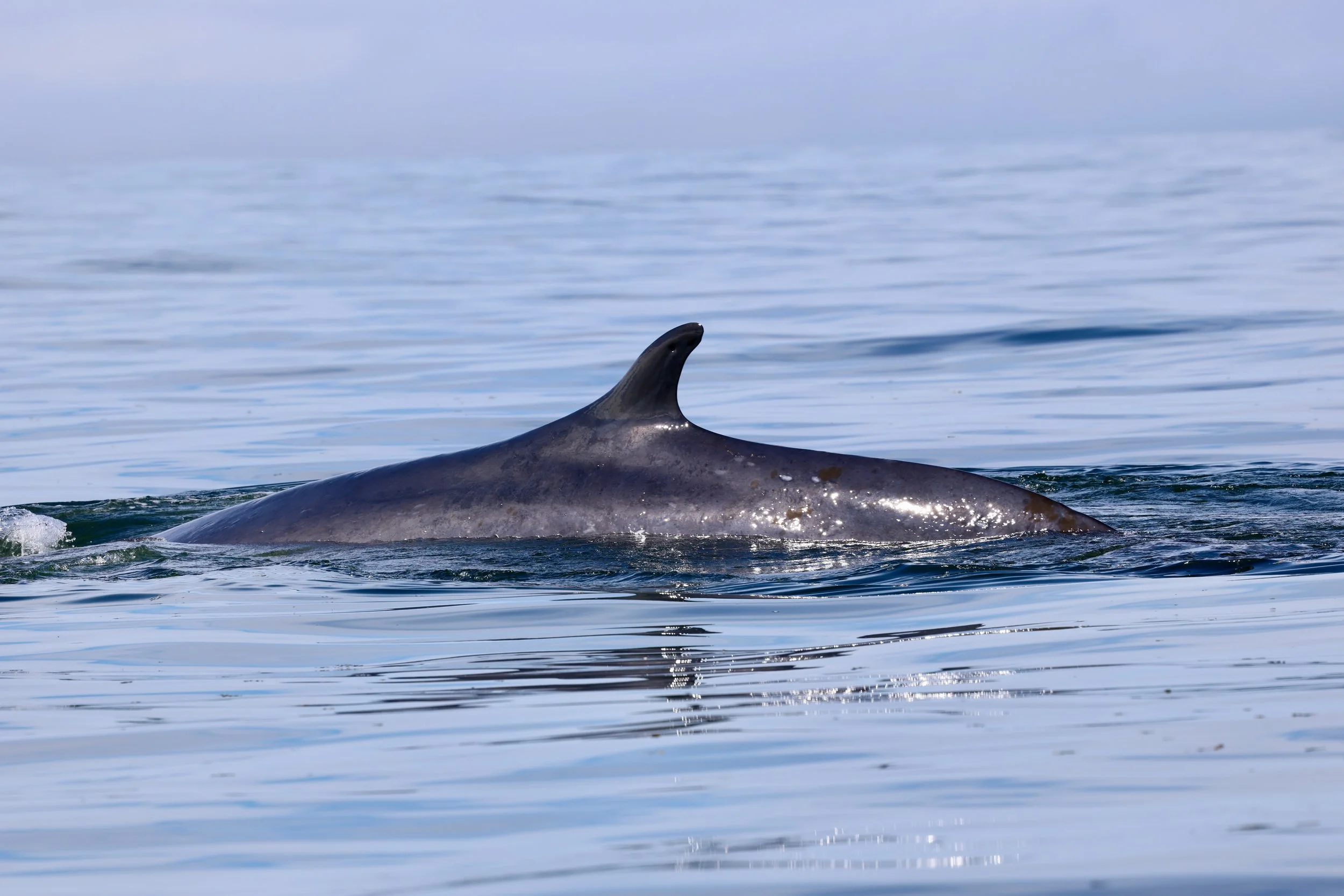 Fin Whales off Tofino