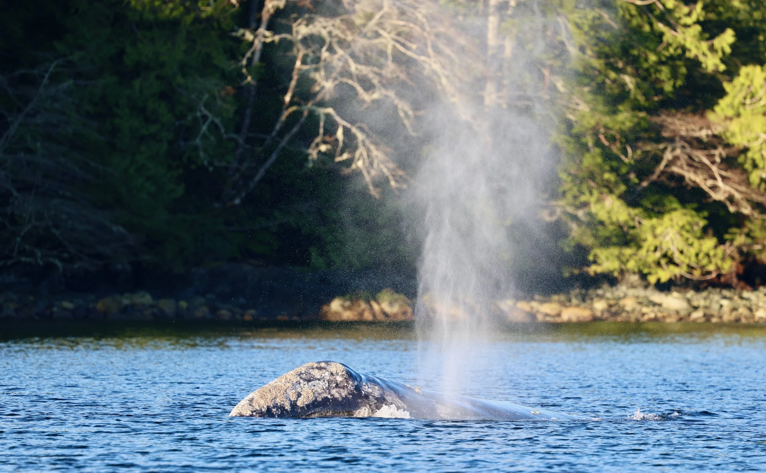 Whale Watching Tour Tofino