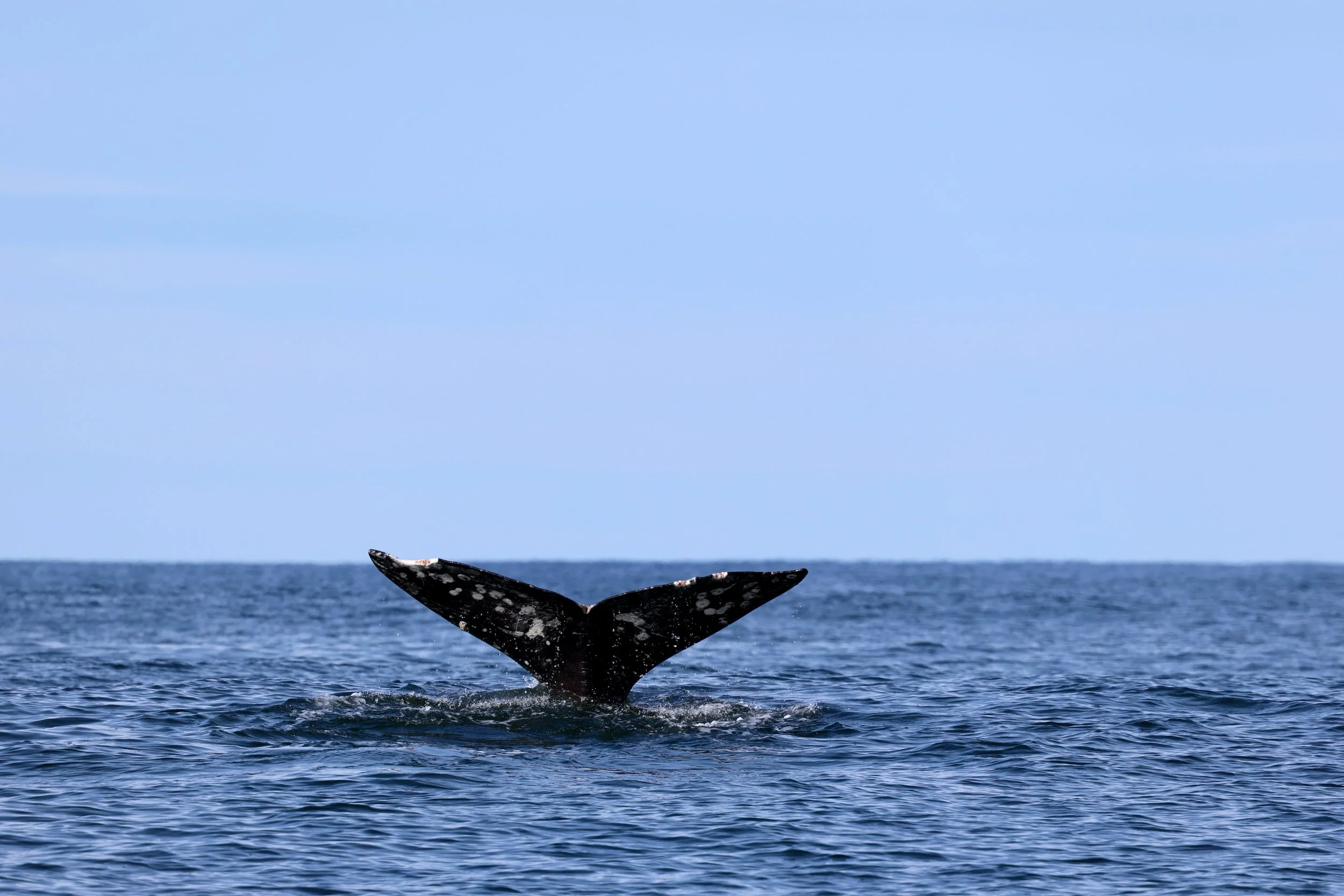 Tofino BC Whale Watching Tours.jpeg