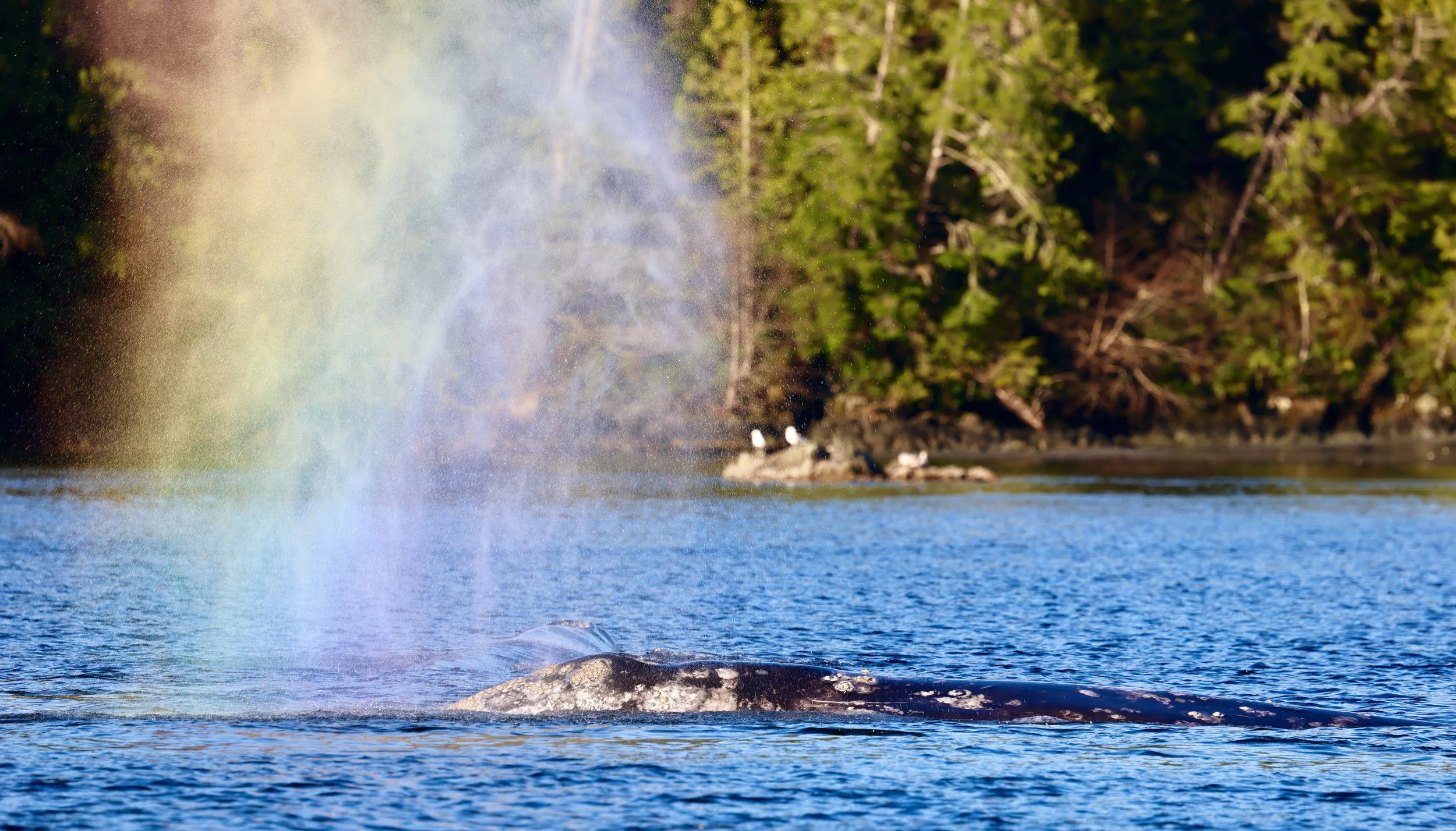 Grey Whale Tour in Tofino.jpeg