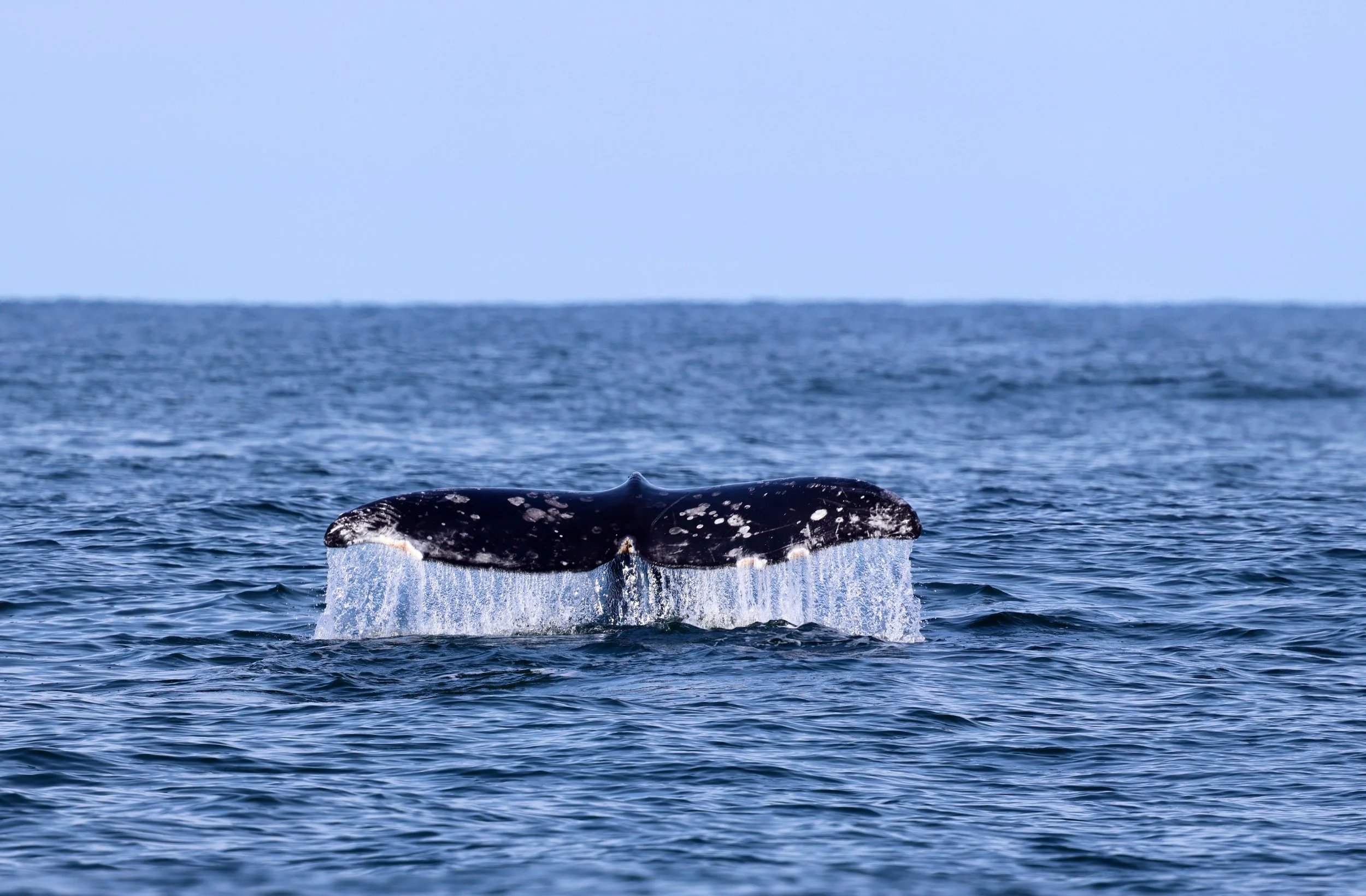A grey whale near Tofino in March 