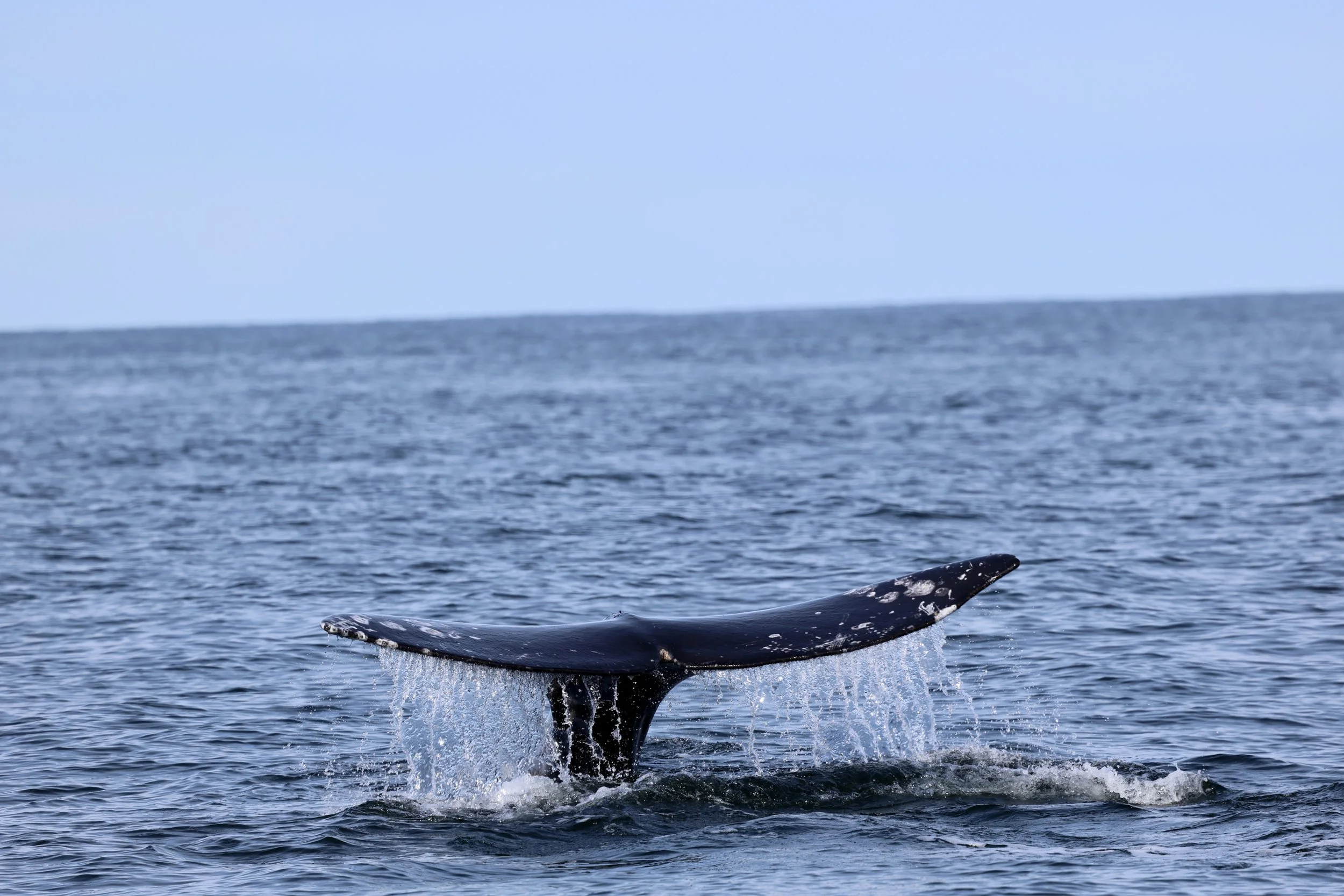 A grey whale on a whale tour near Tofino
