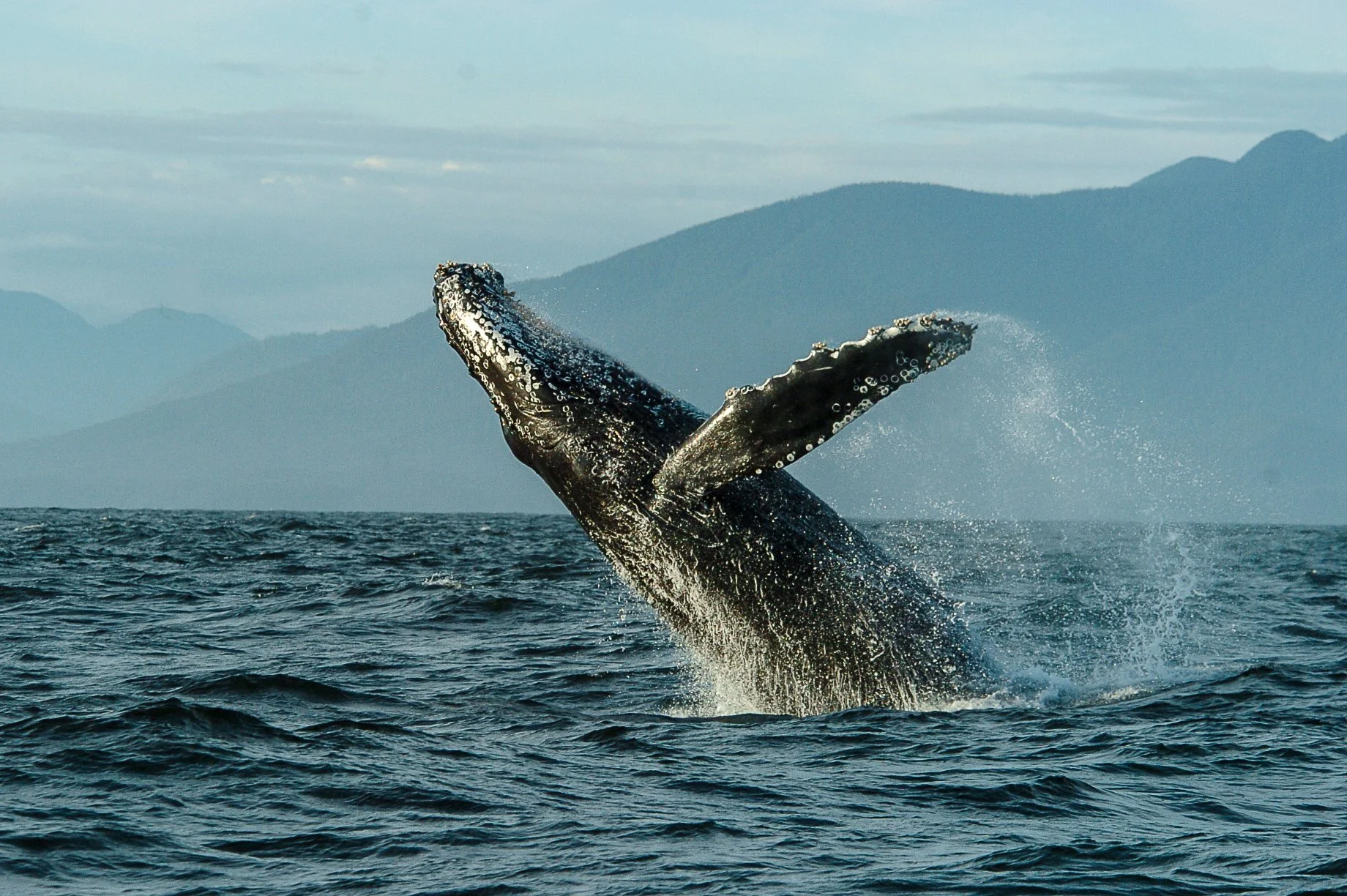 Whale Watching in Tofino